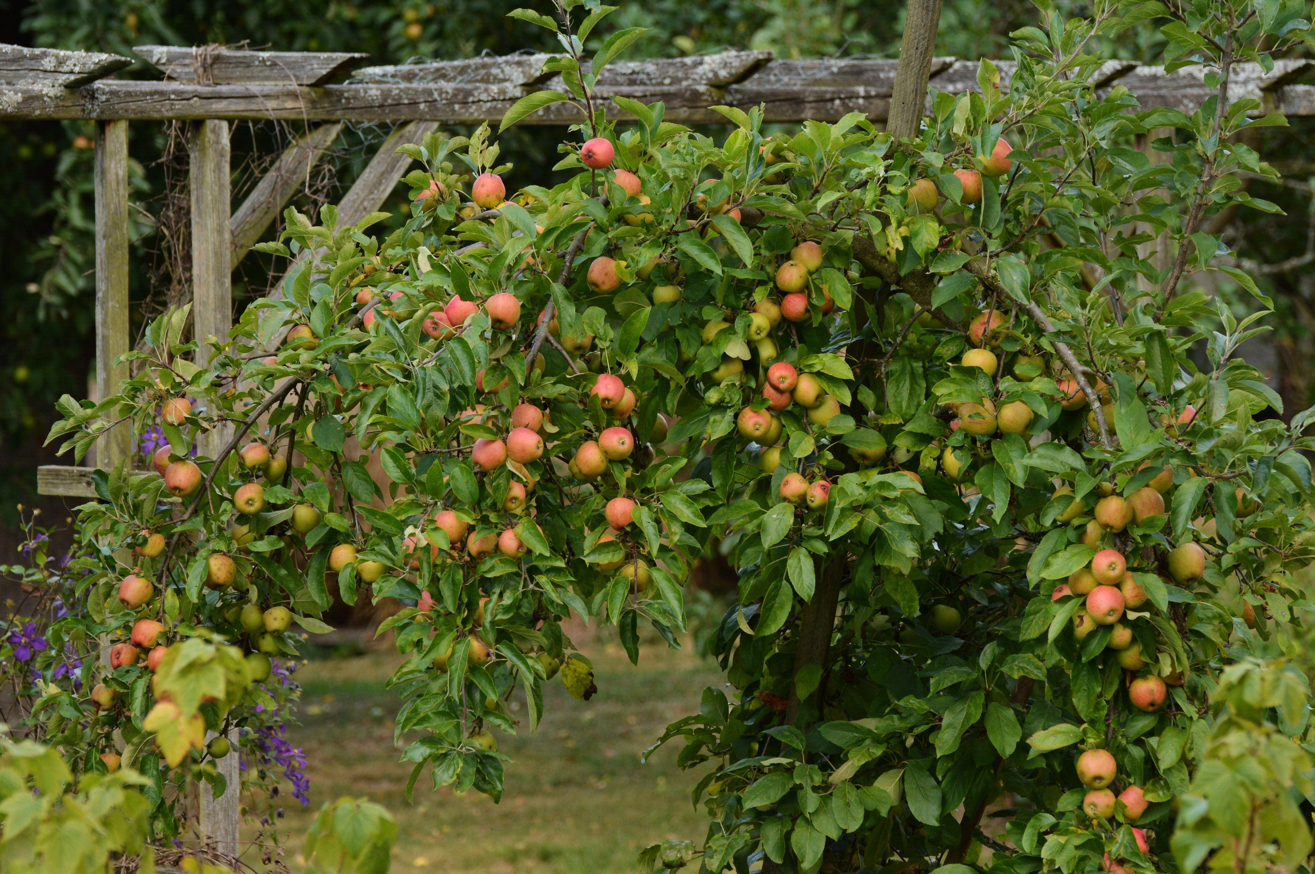 5291x3516 Fruit, Garden, Tree, Apple, Green, leaf, green color free image