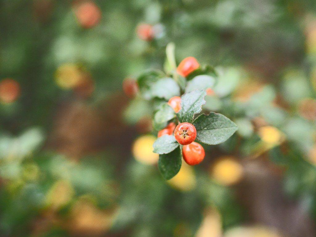 1024x768 Fruit Garden Bokeh. Oktober 2019. Tarbek