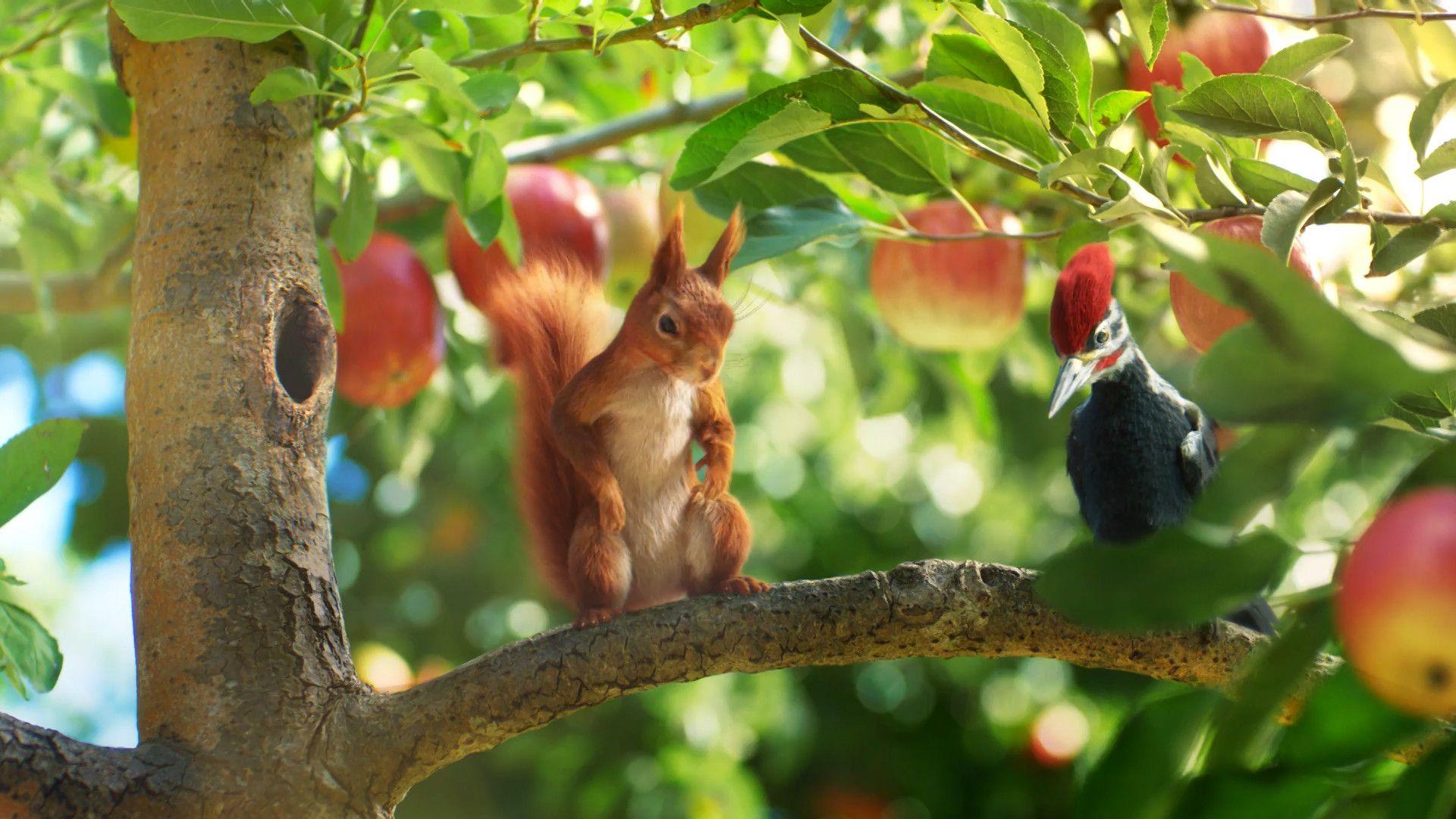 1920x1080 Fruit Garden : Tickling, Kir Skaletski