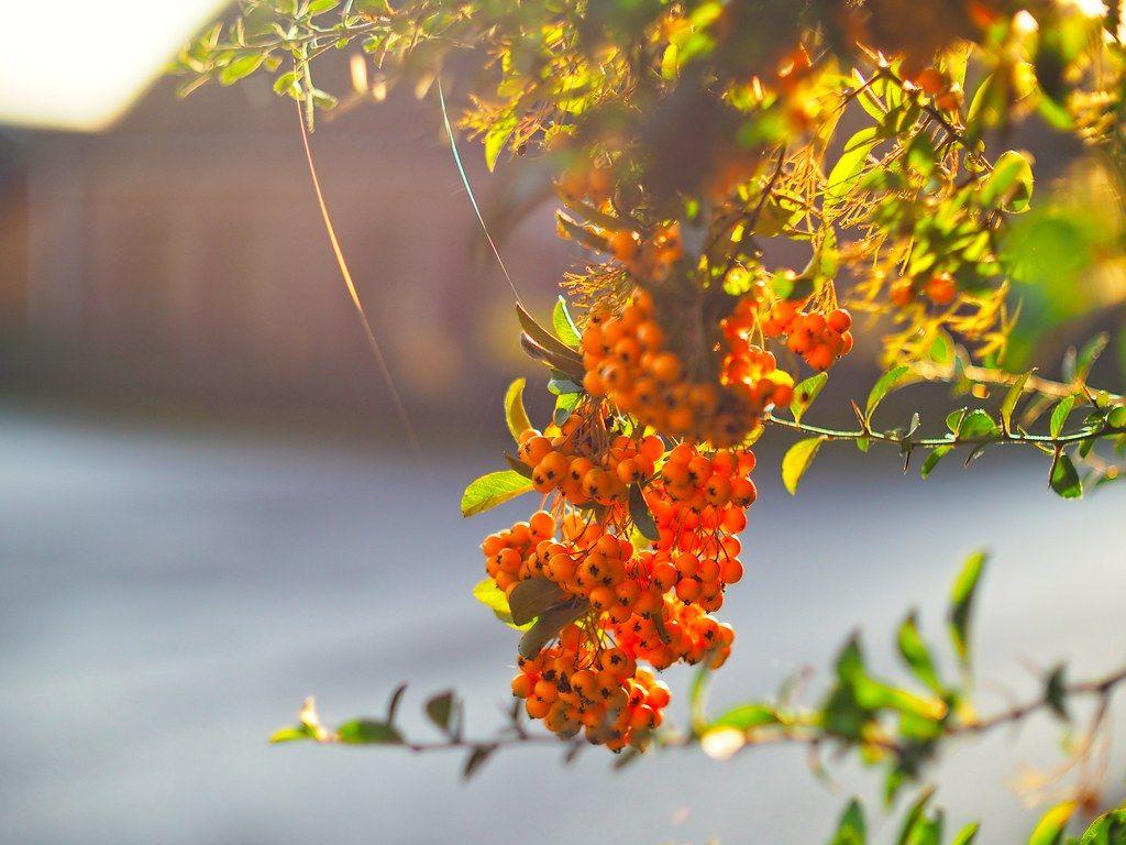 1024x768 Fruit Garden Bokeh. Dezember 2019. Tarbek