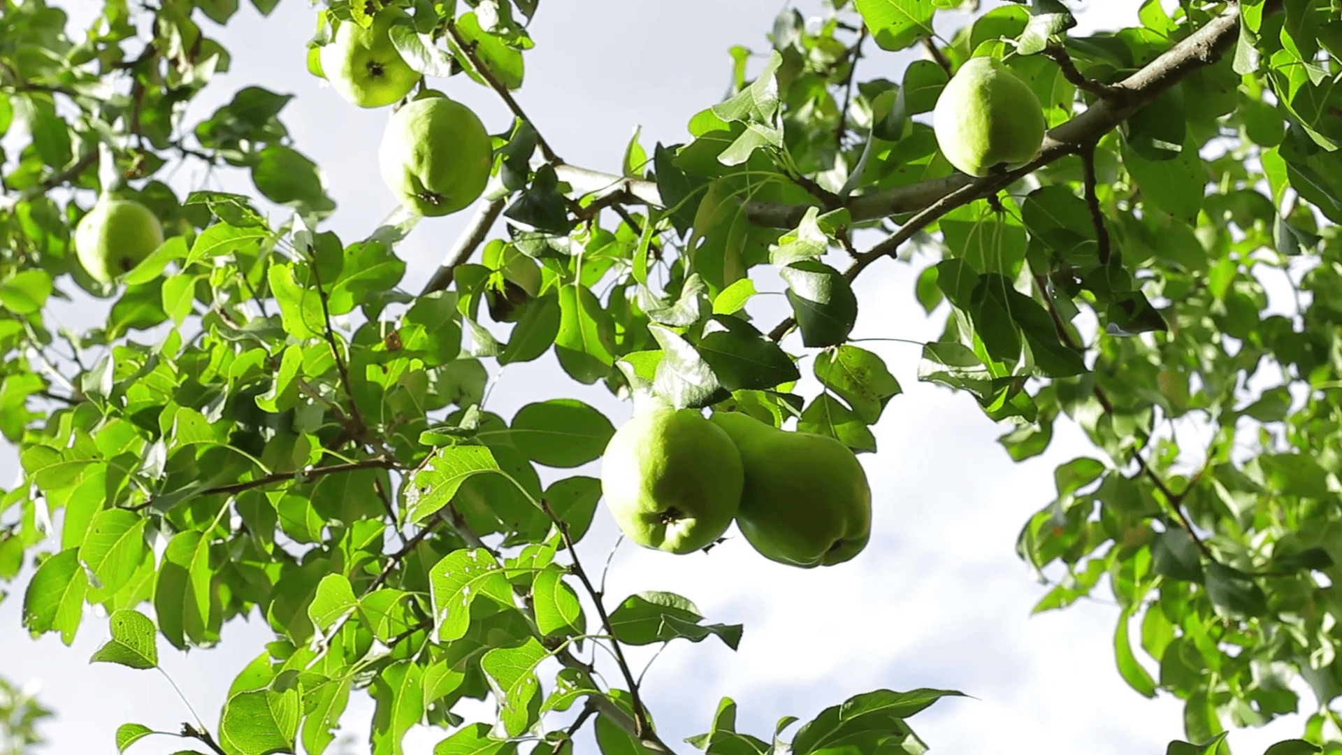 1920x1080 Fruit garden. Pears on the tree. Harvest of fruits. Stock Video Footage