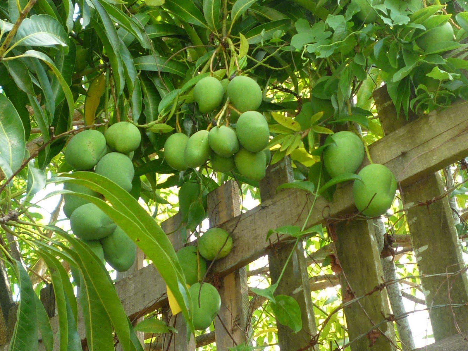 1600x1200 GoGoGuyana: Gardeners' World The Fruit Garden Part 2