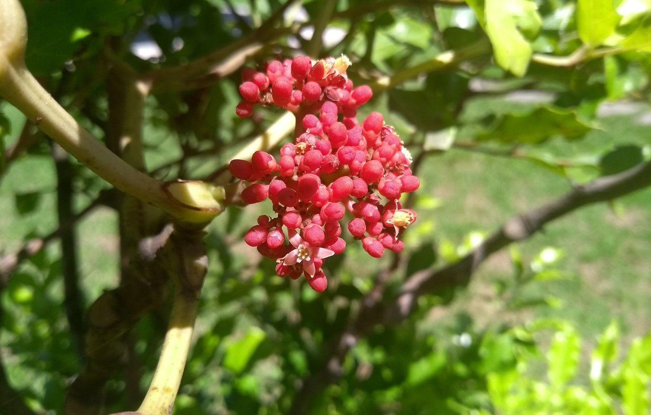1332x850 Wallpaper flower, pink, leaves, fruit, garden, plant, red flower image for desktop, section цветы
