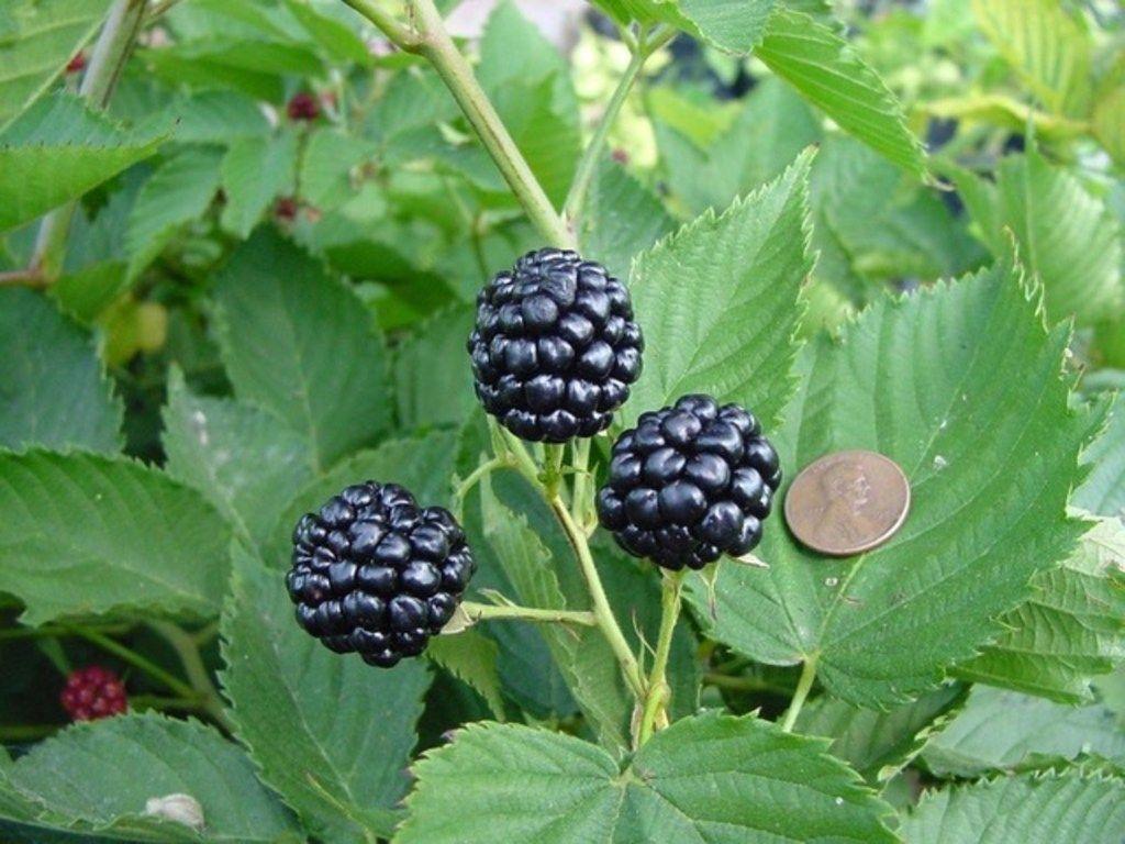 1024x768 foolproof fruits and nuts to grow in your North Texas garden right now