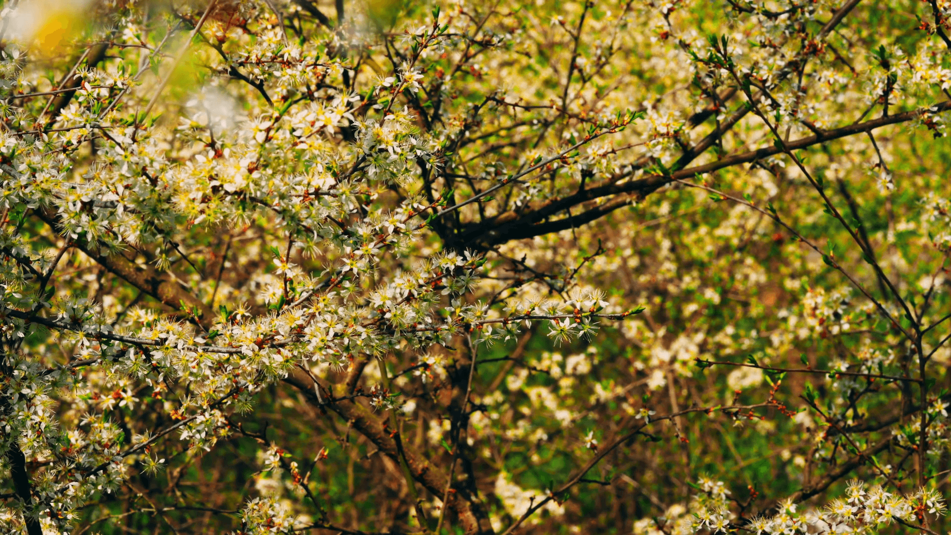 1920x1080 close up details amazing view on blooming trees in fruit garden spring season outdoors Stock Video Footage