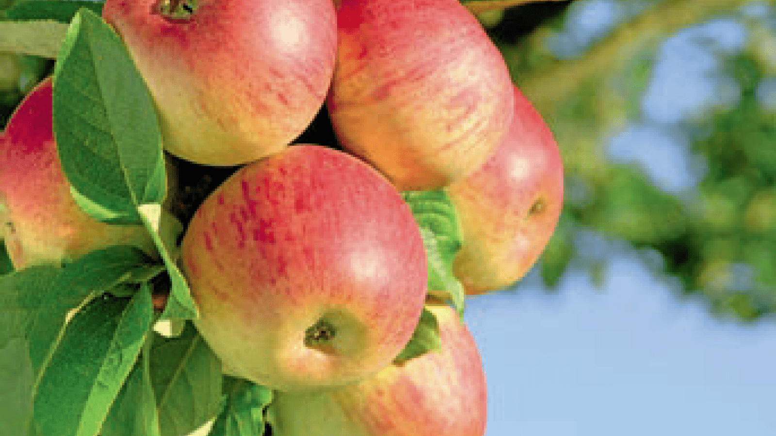 1600x900 Fruit Garden of Moldova: information campaign to highlight opportunities
