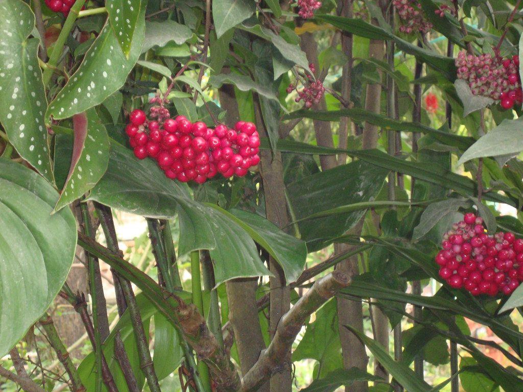 1024x768 Cherry Fruit Garden. Cherry Fruits garden at Lachung, Gangto