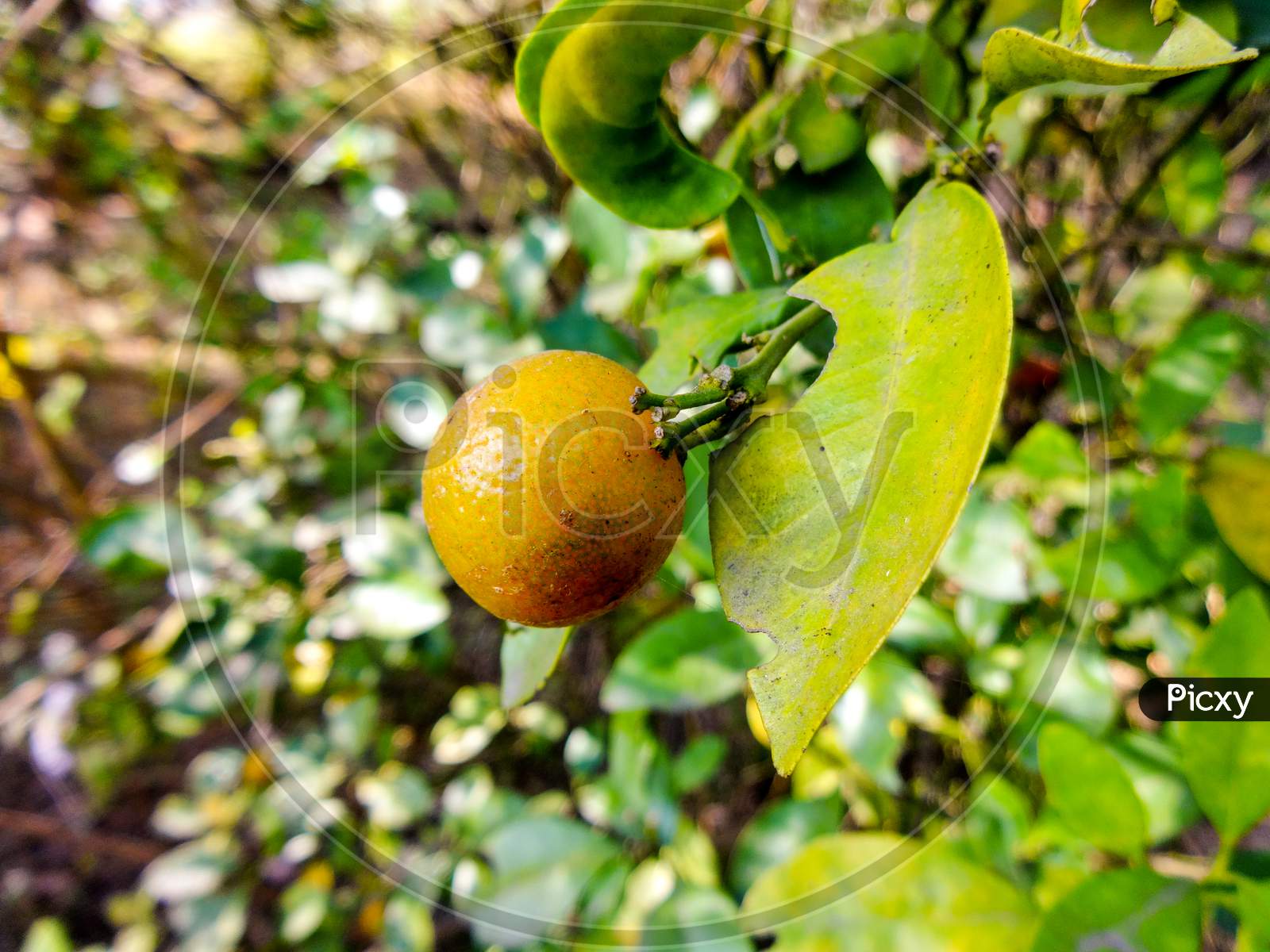 Fruit Garden Wallpapers Top Free Fruit Garden Backgrounds