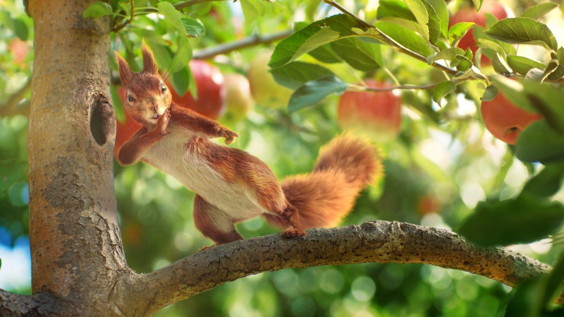 1920x1080 Fruit Garden : Tickling, Kir Skaletski