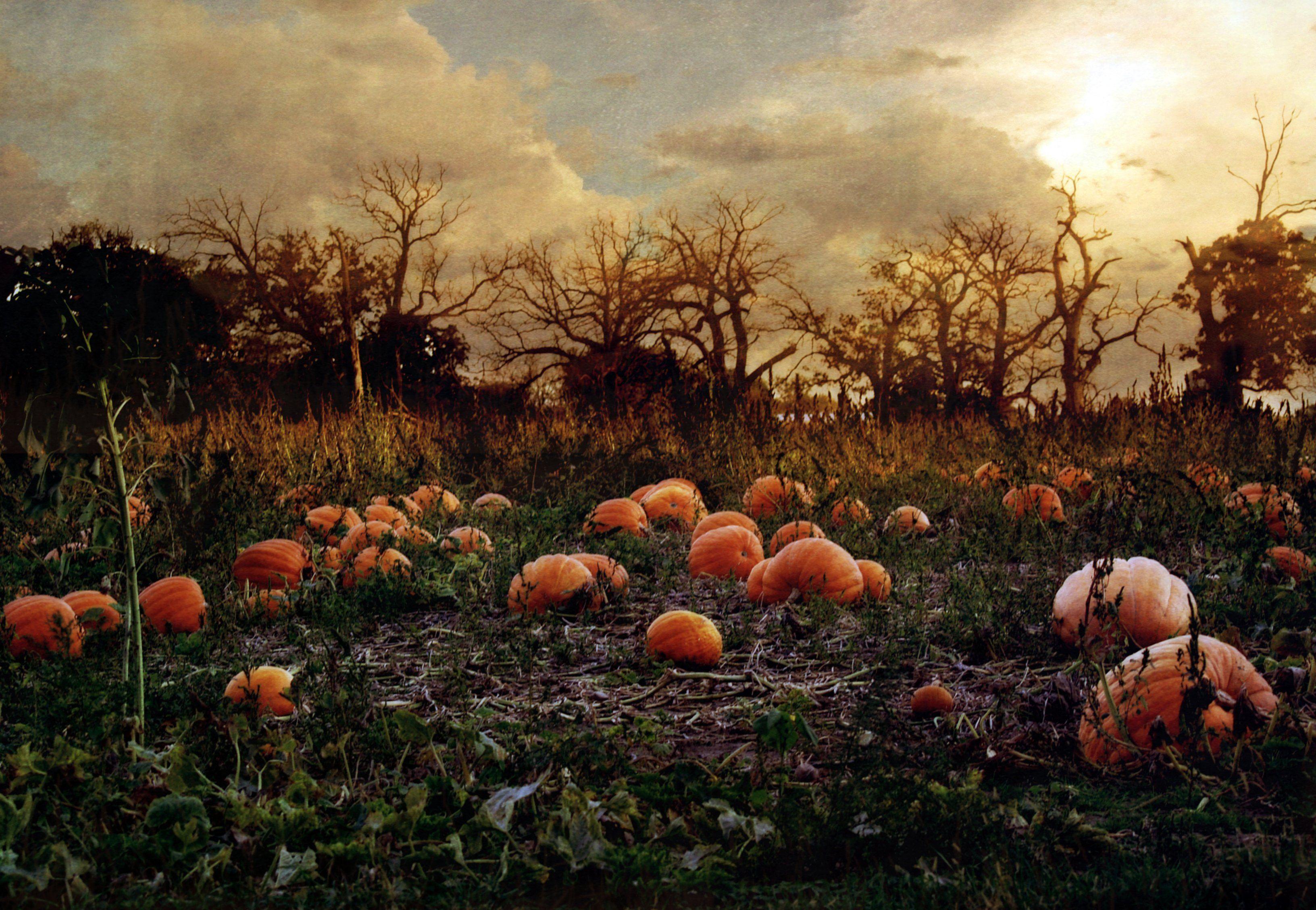 3264x2257 Pumpkin patch halloween autumn wallpaperx2257