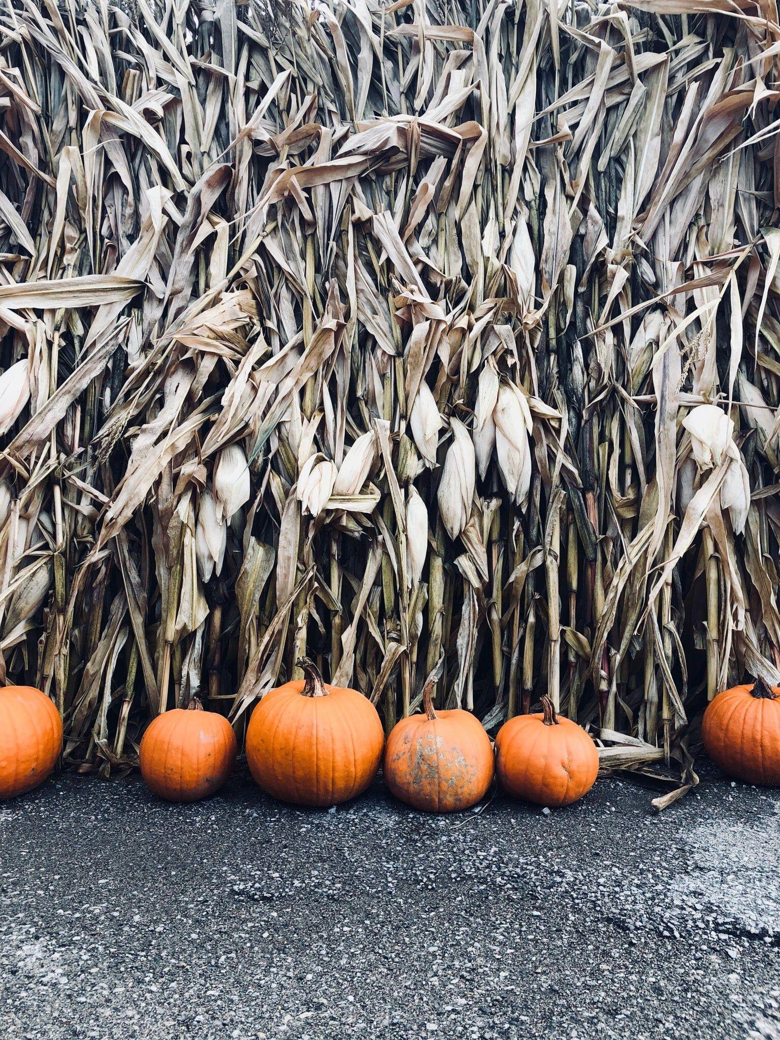 1536x2048 Pumpkin Patch iPhone Wallpaper Fall iPhone Wallpaper That'll Instantly Make You Feel Cozy. Tech Photo 8