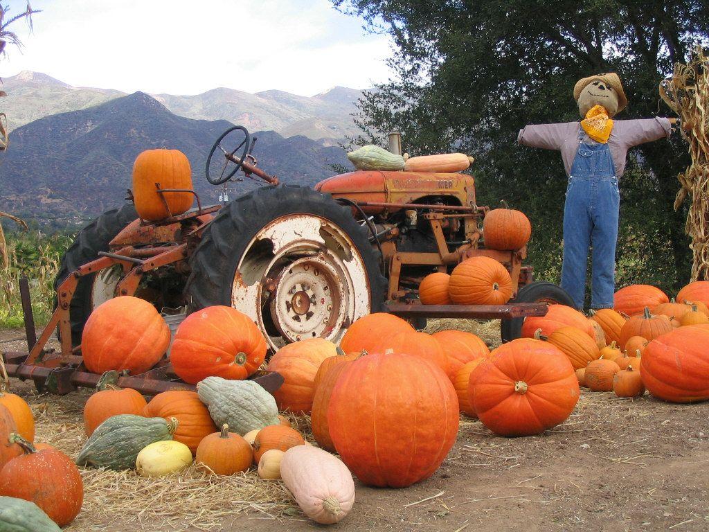 Pumpkin Patch Wallpapers - Top Free Pumpkin Patch Backgrounds