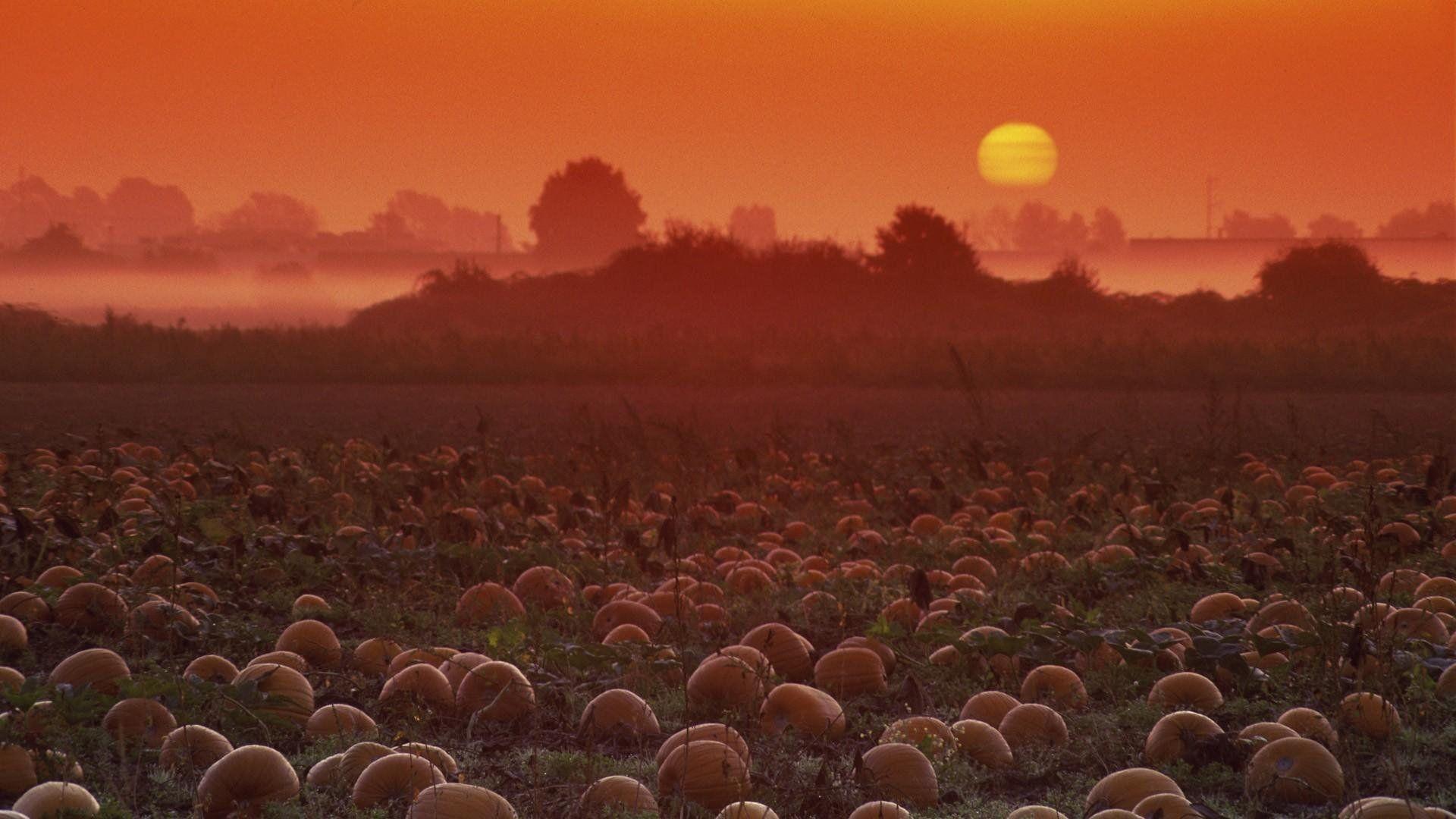 1920x1080 Pumpkin patch halloween autumn wallpaperx1080