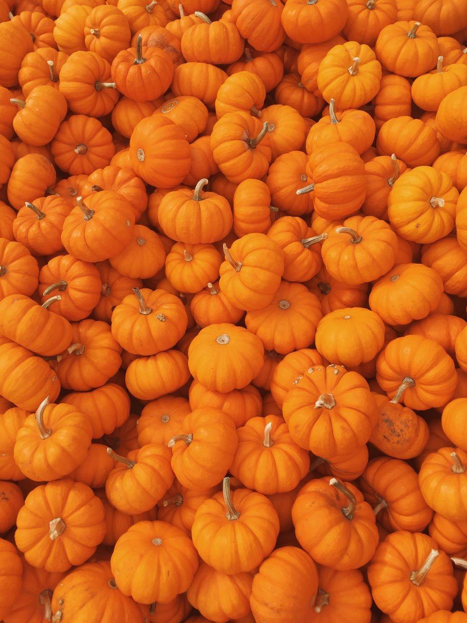 960x1280 took this at a pumpkin patch i went to today