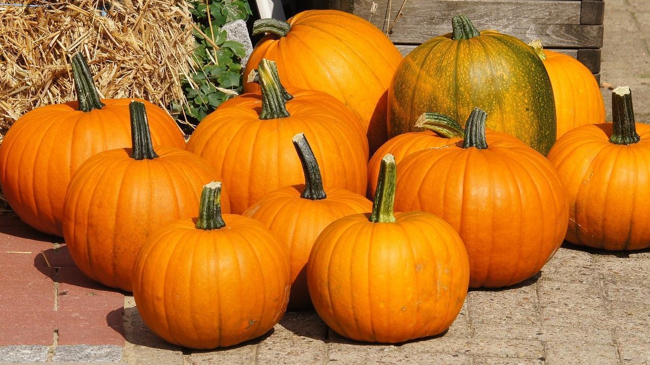 1280x720 PUMPKIN PATCH Wallpaper for Android