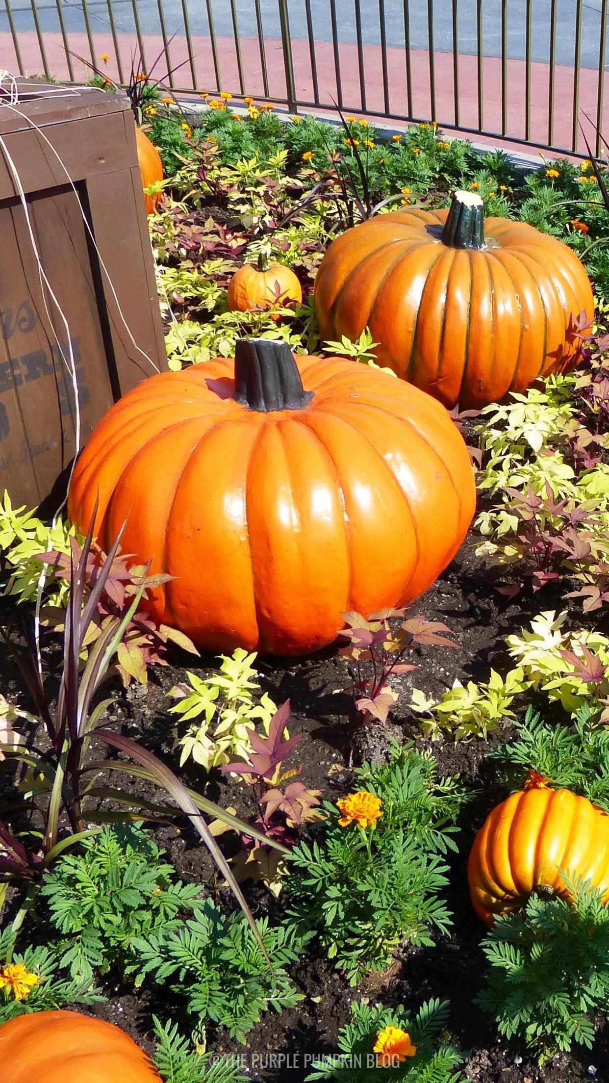 1242x2208 Disney Fall iPhone Wallpaper to Download for Free!