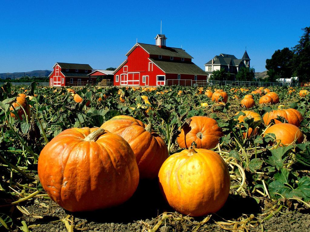 1024x768 Pumpkin Patch Background