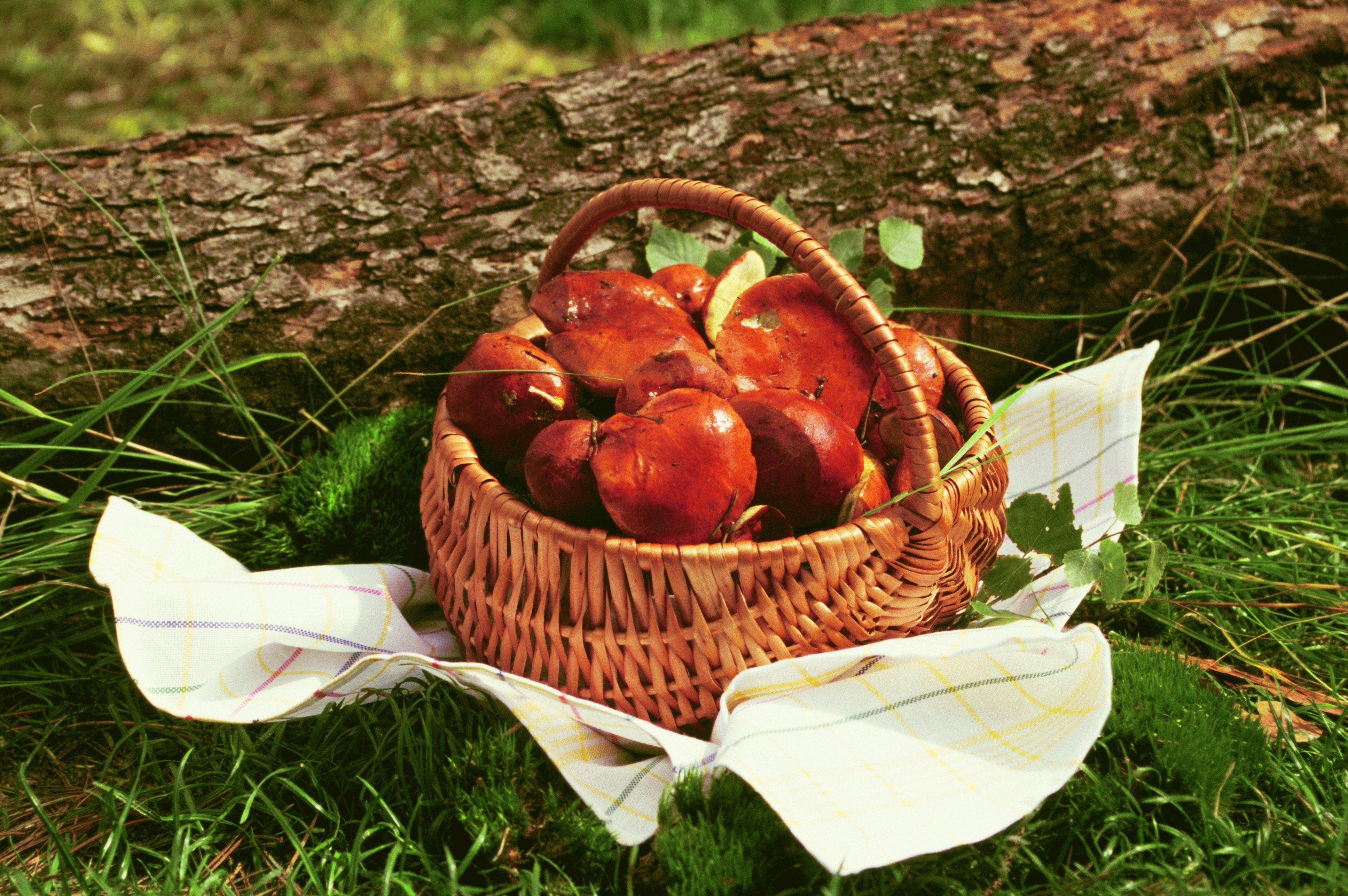 3872x2574 mushrooms, Wicker, Basket, Nature, Wallpaper Wallpaper HD / Desktop and Mobile Background