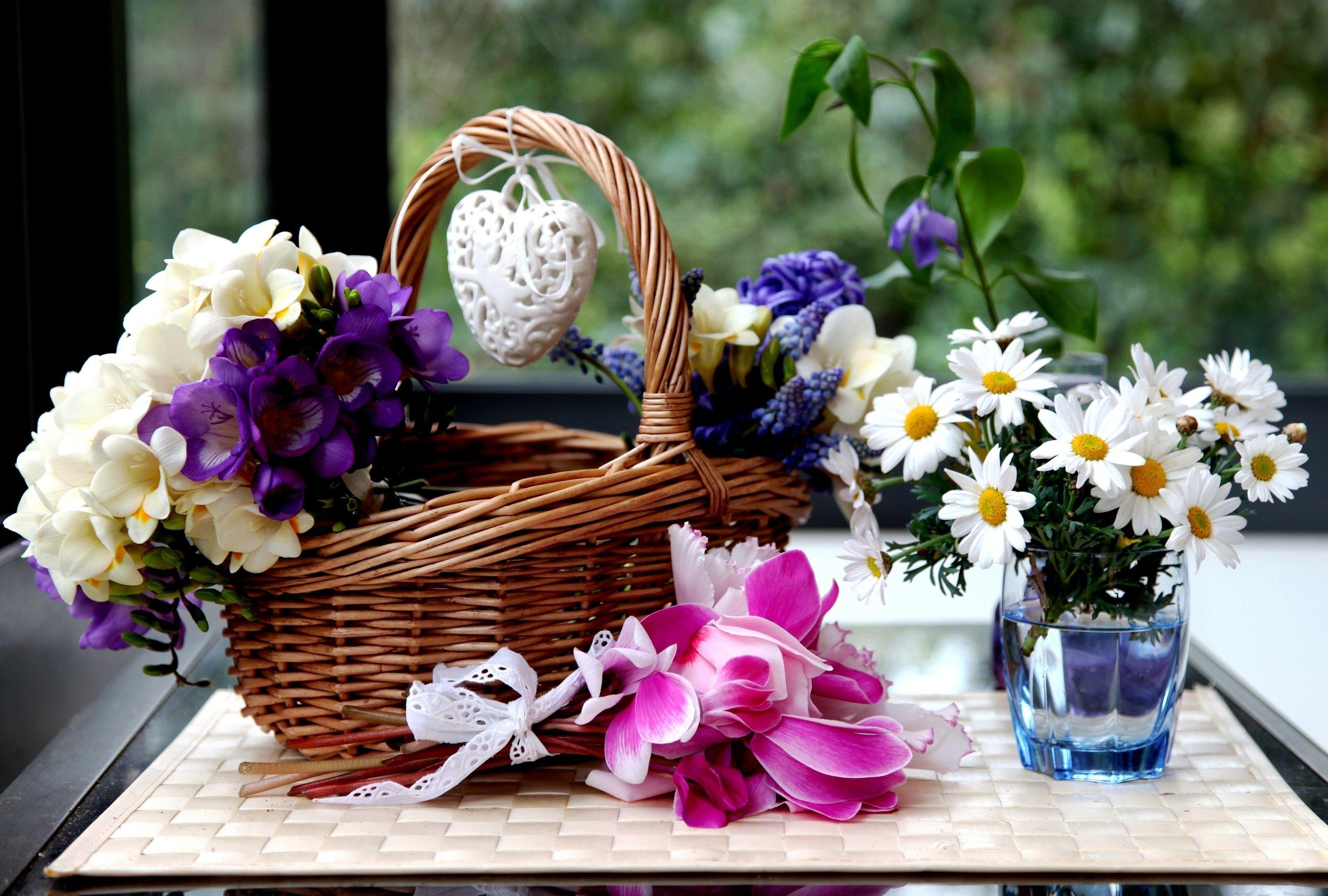 3600x2430 camomiles, Cyclamen, Hyacinths, Wicker, Basket, Flowers Wallpaper HD / Desktop and Mobile Background