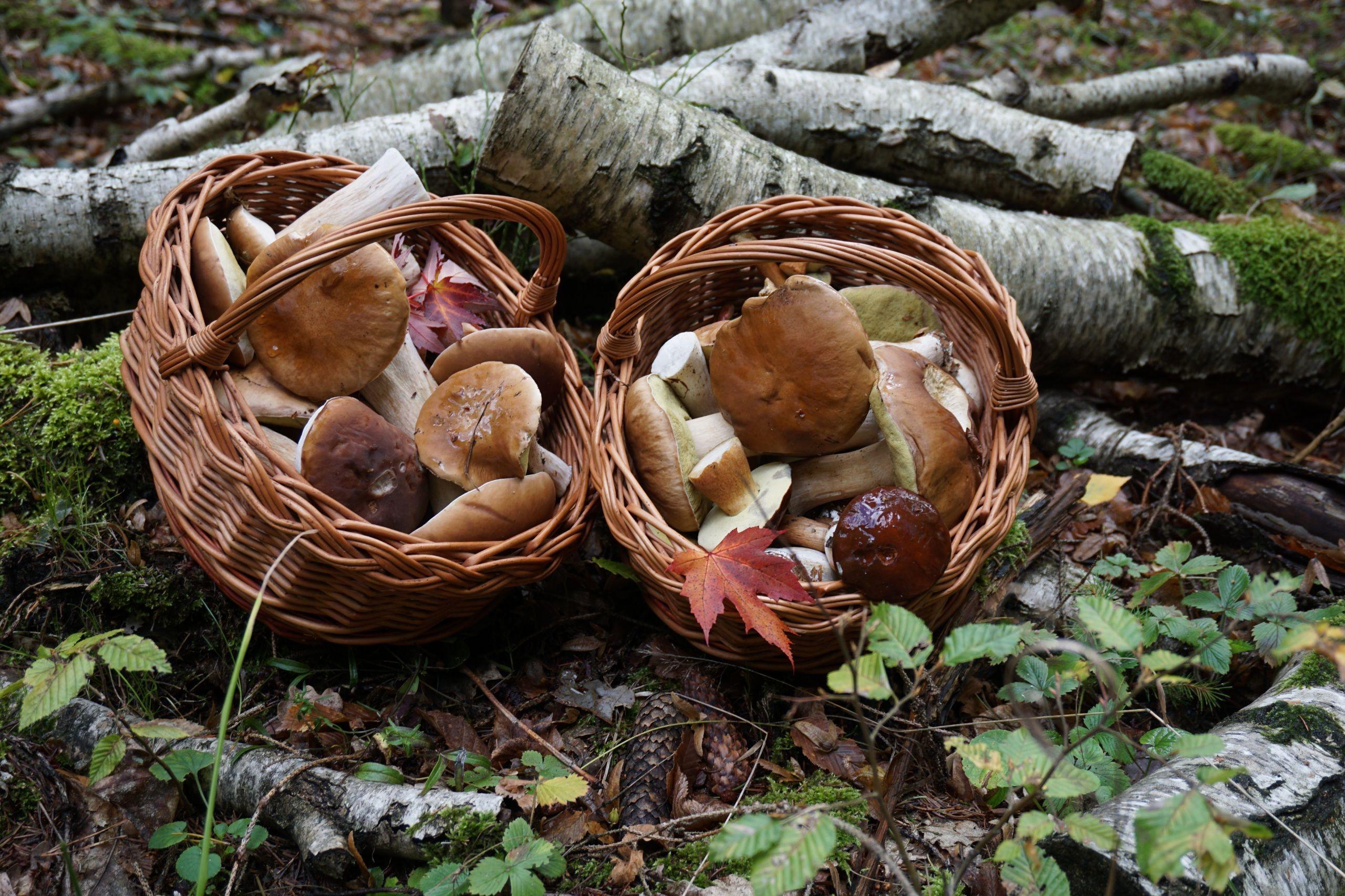 2560x1706 Desktop Wallpaper Nature Wicker basket Penny bun 2560x1706