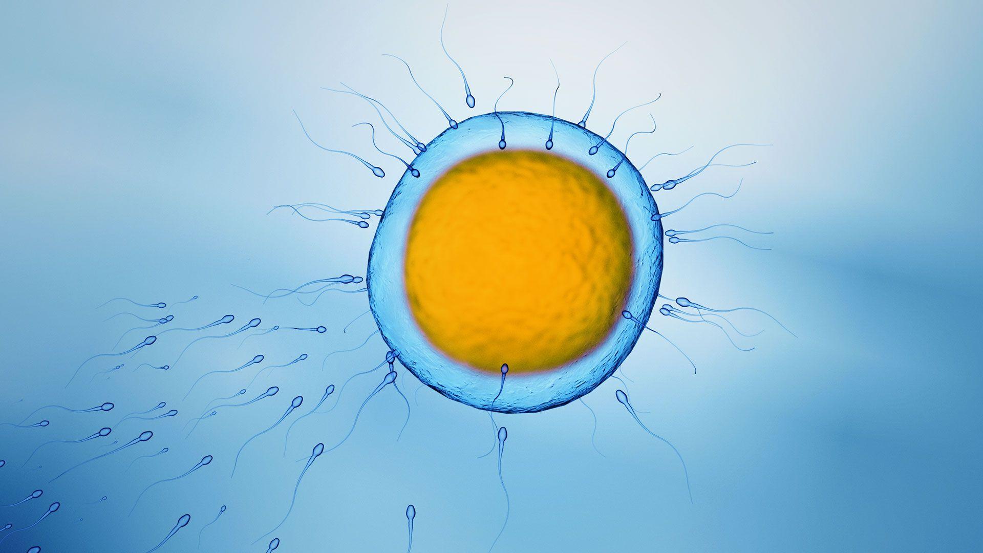 1920x1080 Human Immature Eggs Made From Blood Cells for the First Time