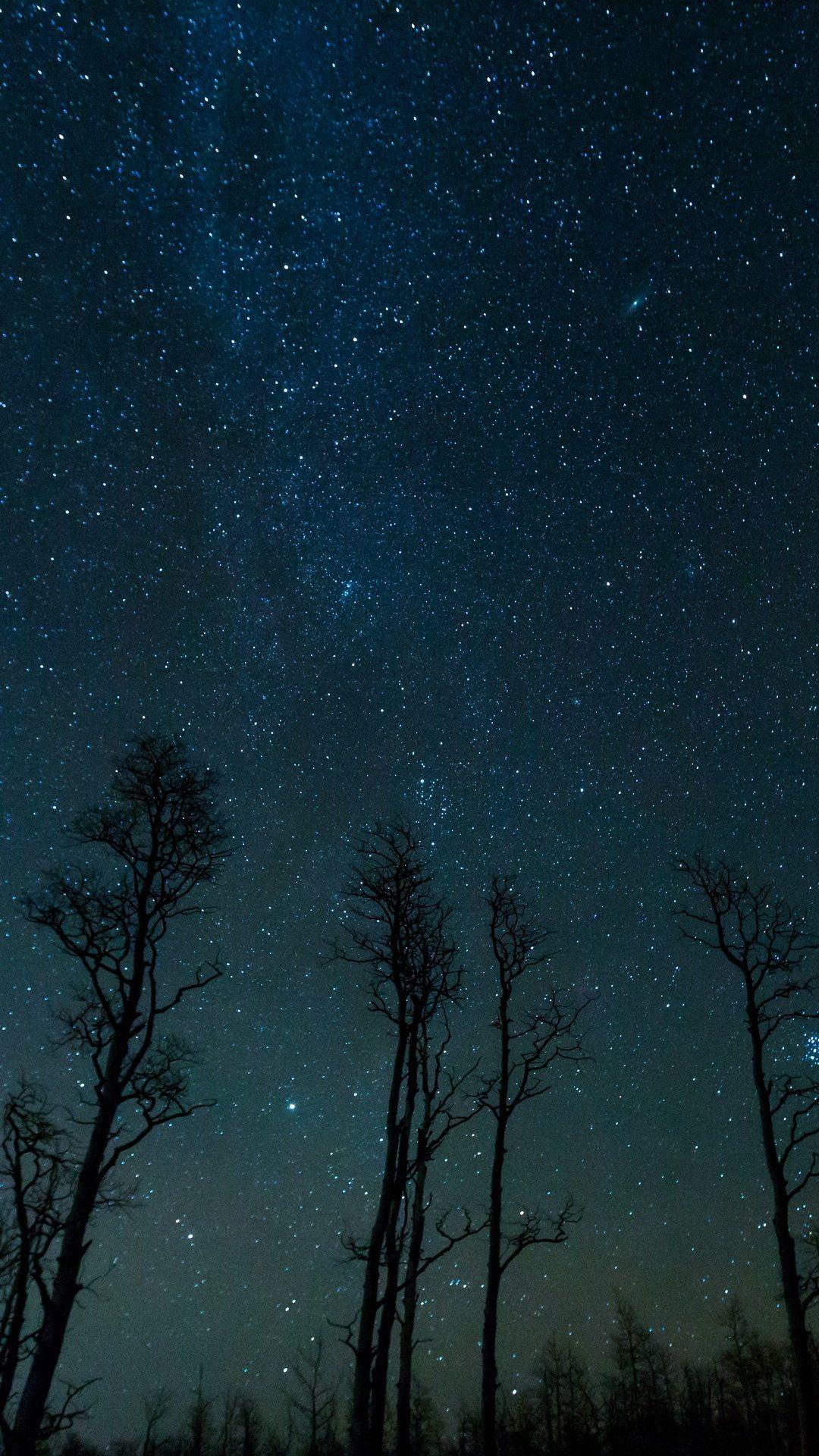 1080x1920 Starry Sky Trees Stars Night Hình nền - [1080x1920)
