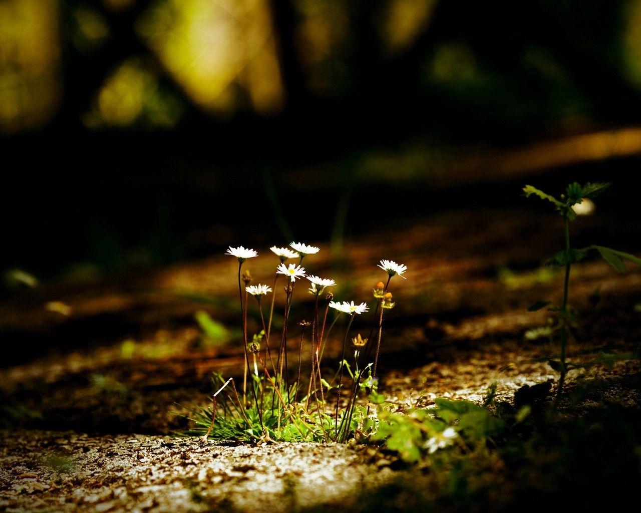 1280x1024 Flowers: Passing Light Flowers Forest Dark Nature Gallery for HD 16