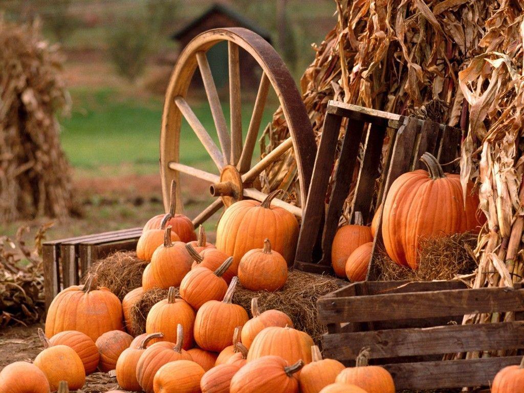 1024x768 Fall Harvest Wallpaper