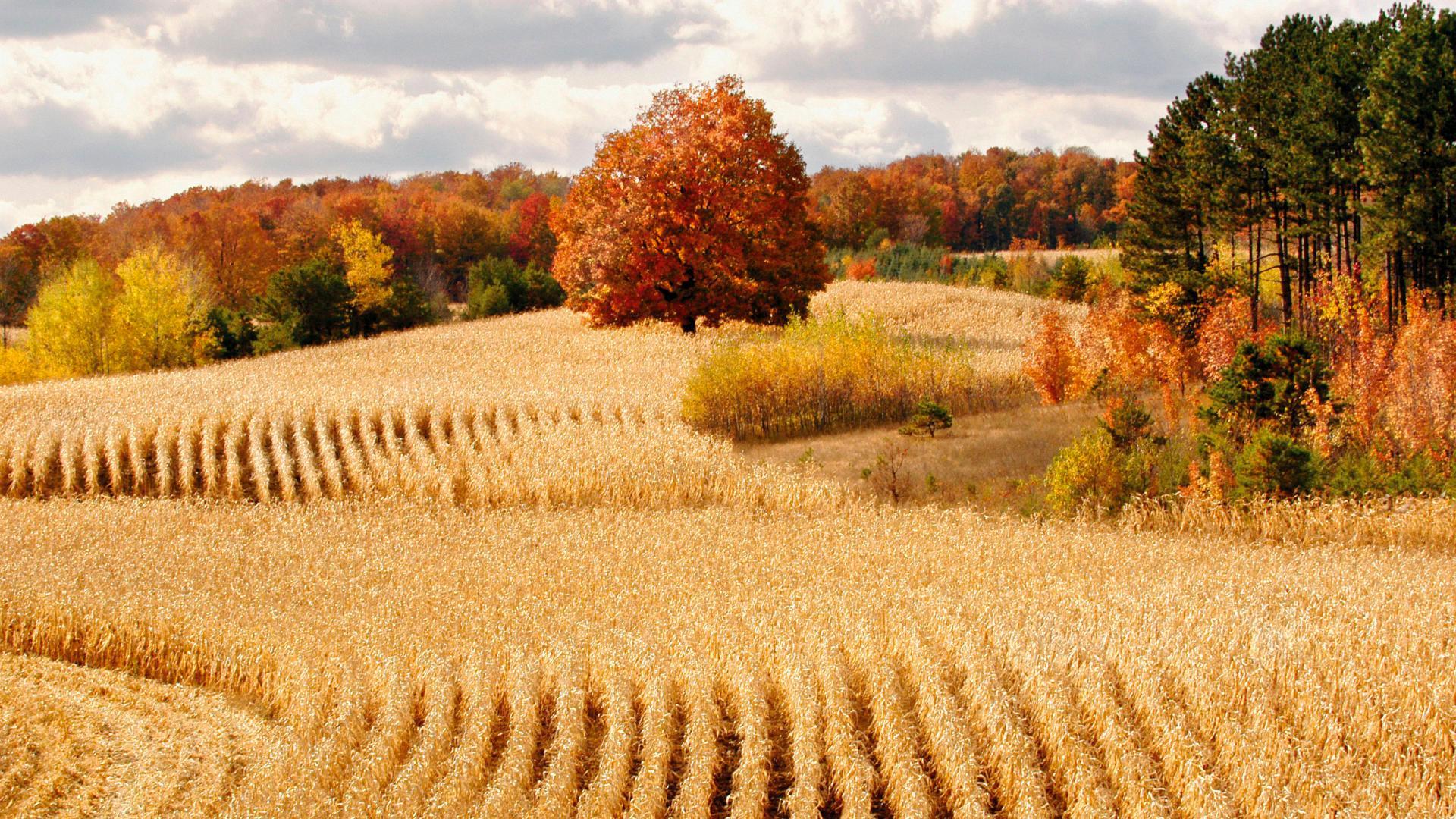 1920x1080 Android Harvest Fall Wallpaper