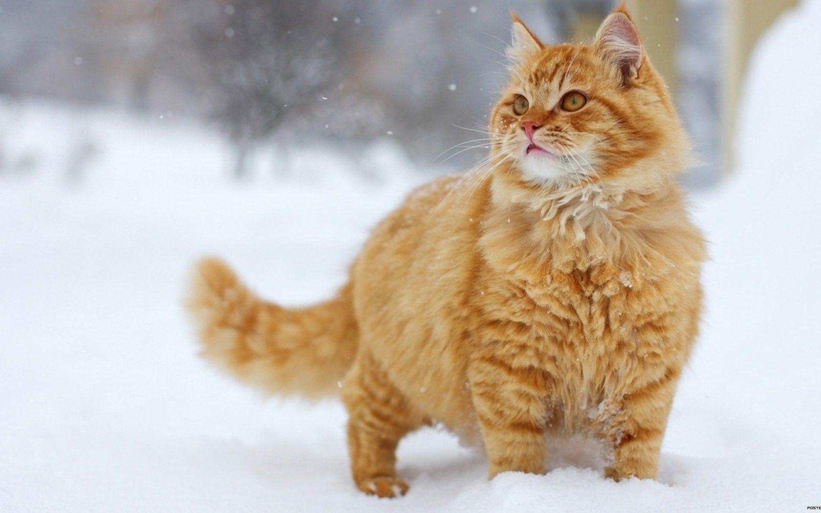 1680x1050 Fluffy ginger cat in the snow wallpaper and image, picture, photo