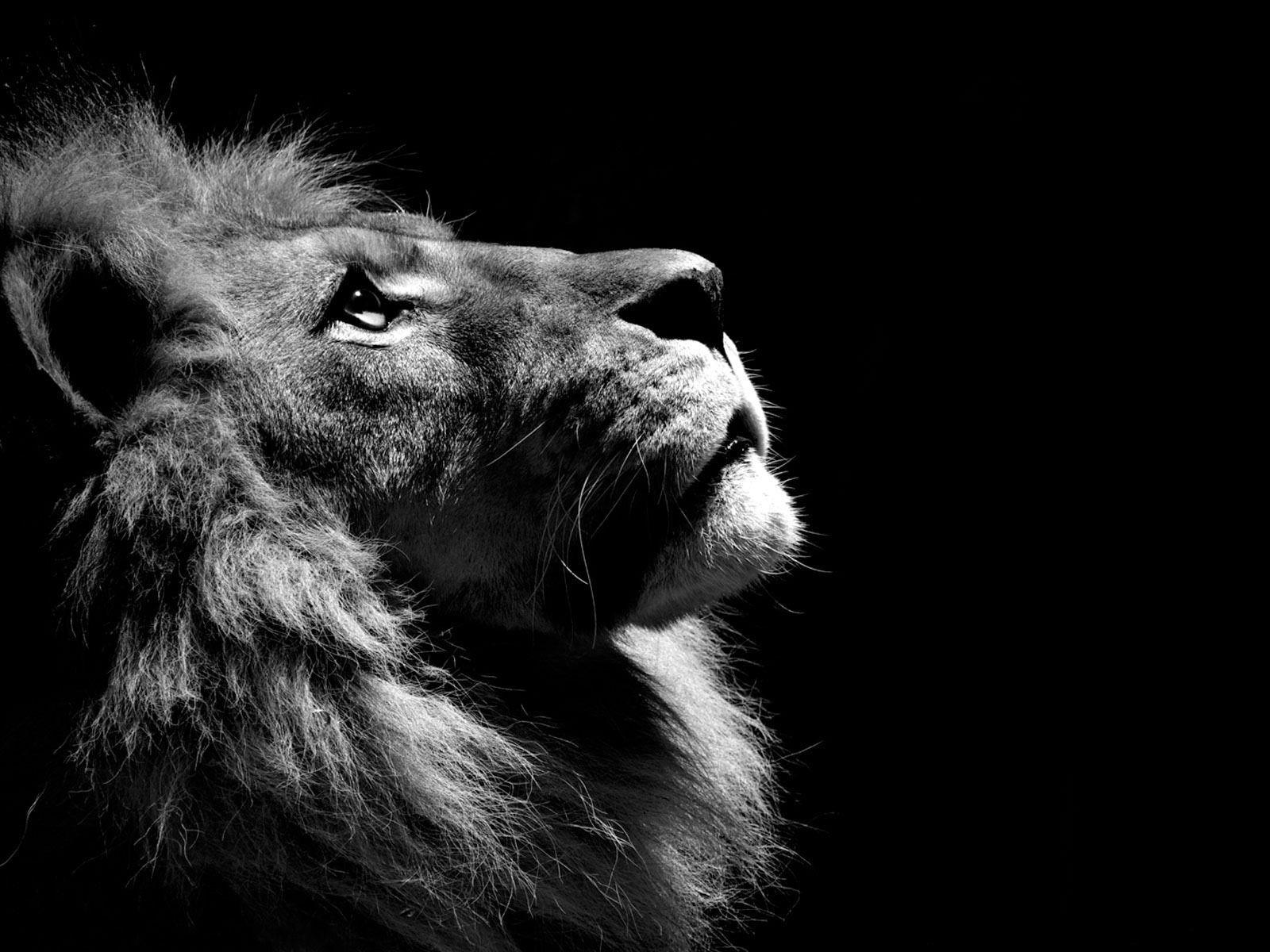 Animals Black and White Wallpapers - Top Free Animals Black and White  Backgrounds - WallpaperAccess