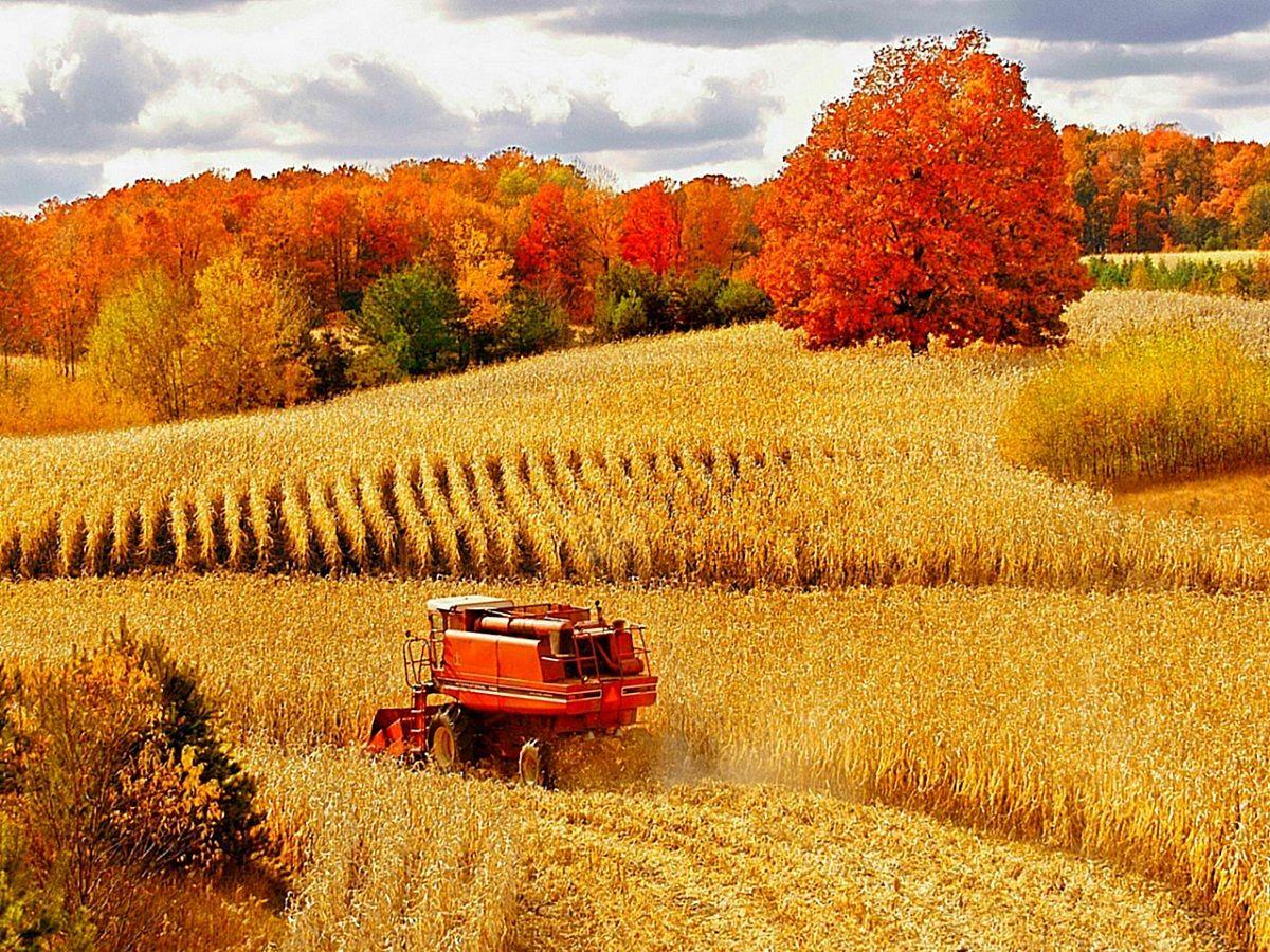 1200x900 Free download Fall Harvest Wallpaper Designs 3806 Amazing Wallpaperz [1200x900] for your Desktop, Mobile & Tablet. Explore Fall Harvest Wallpaper. Fall Harvest Wallpaper, Harvest Moon Wallpaper, Golden Harvest Wallpaper Products