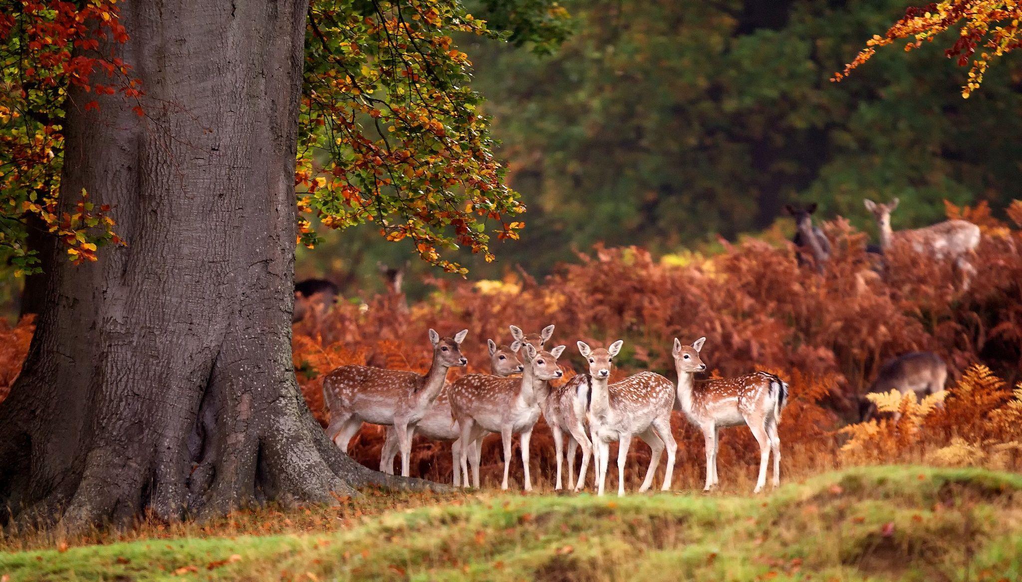 2048x1167 Awesome Animals Out And About This Autumn. Deer photography, Autumn animals, Deer wallpaper