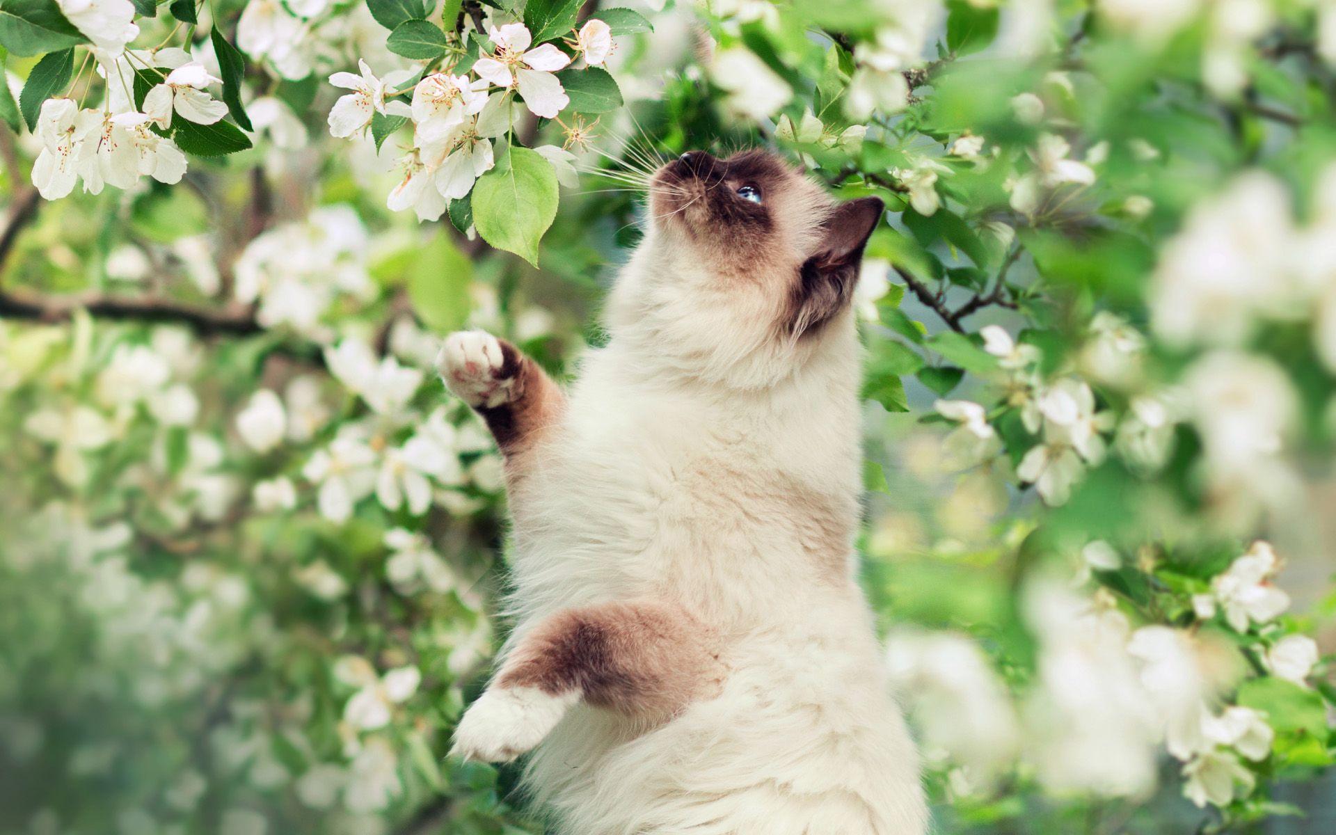 Spring Cat Wallpapers - Top Free Spring Cat Backgrounds - WallpaperAccess