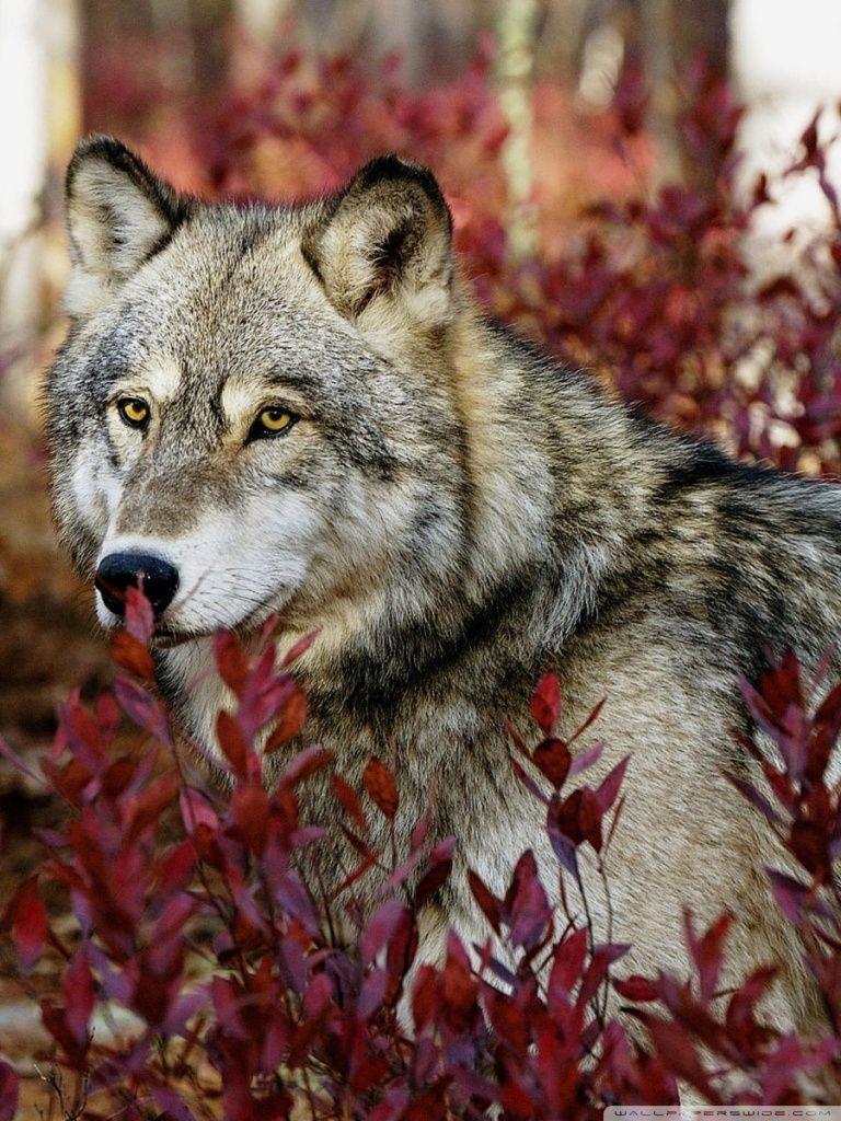768x1024 Wolf, Autumn Ultra HD Desktop Background Wallpaper for 4K UHD TV : Tablet
