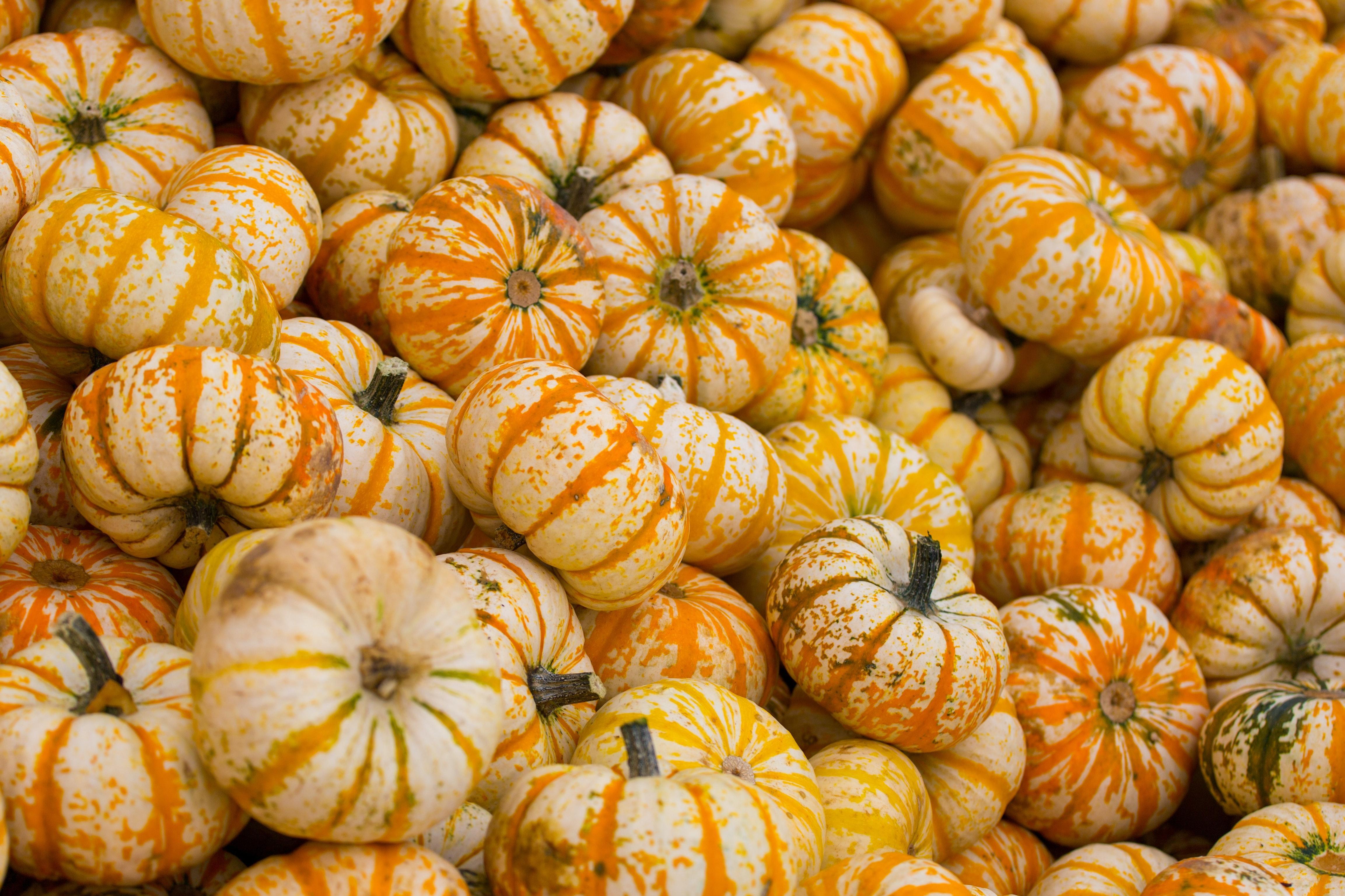 4611x3074 wallpaper pumpkin, autumn, harvest, vegetable HD : Widescreen : High Definition