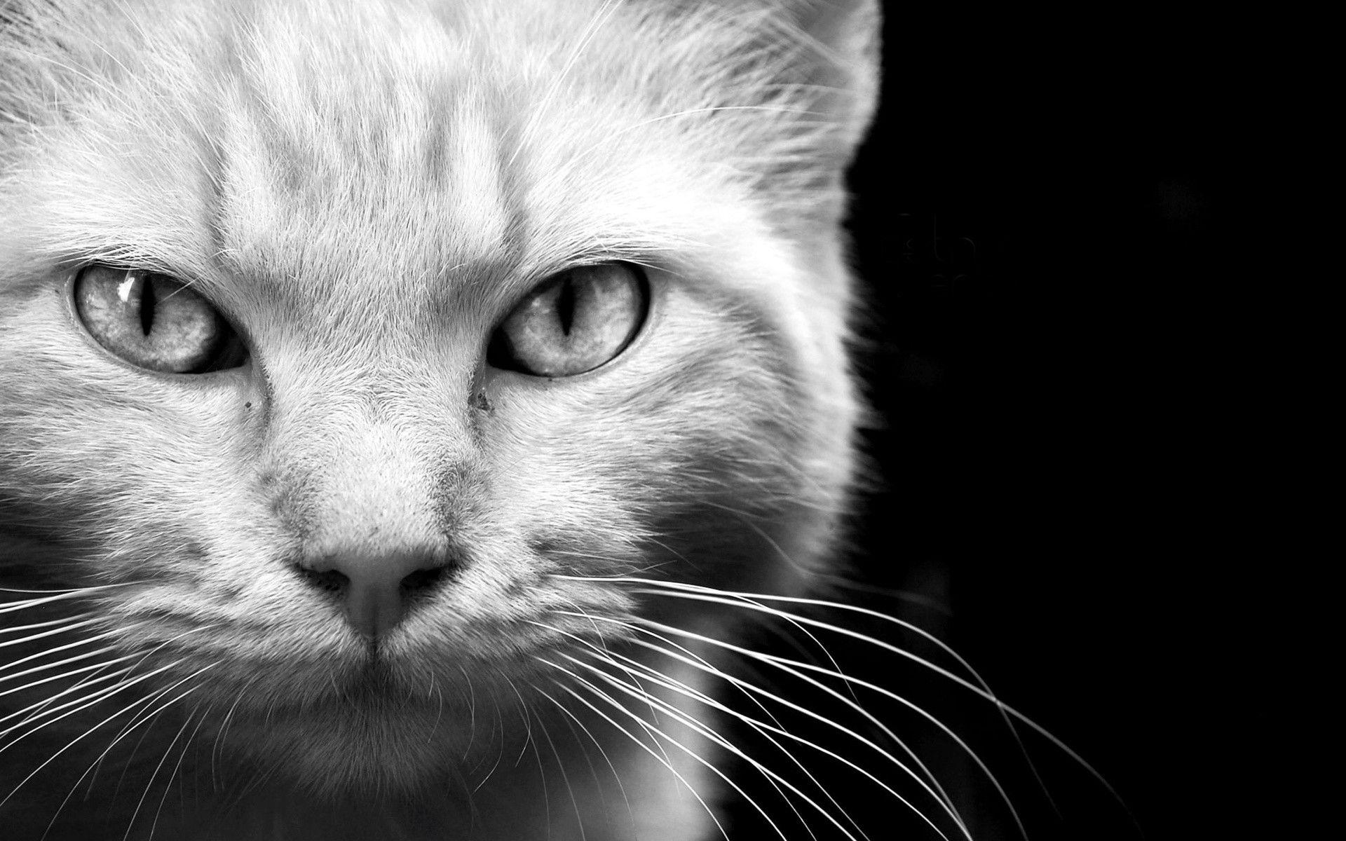 1920x1200 Free download Black and White Animal Wallpaper 67 picture [1920x1200] for your Desktop, Mobile & Tablet. Explore White And Black Animals Wallpaper. White And Black Animals Wallpaper, White And