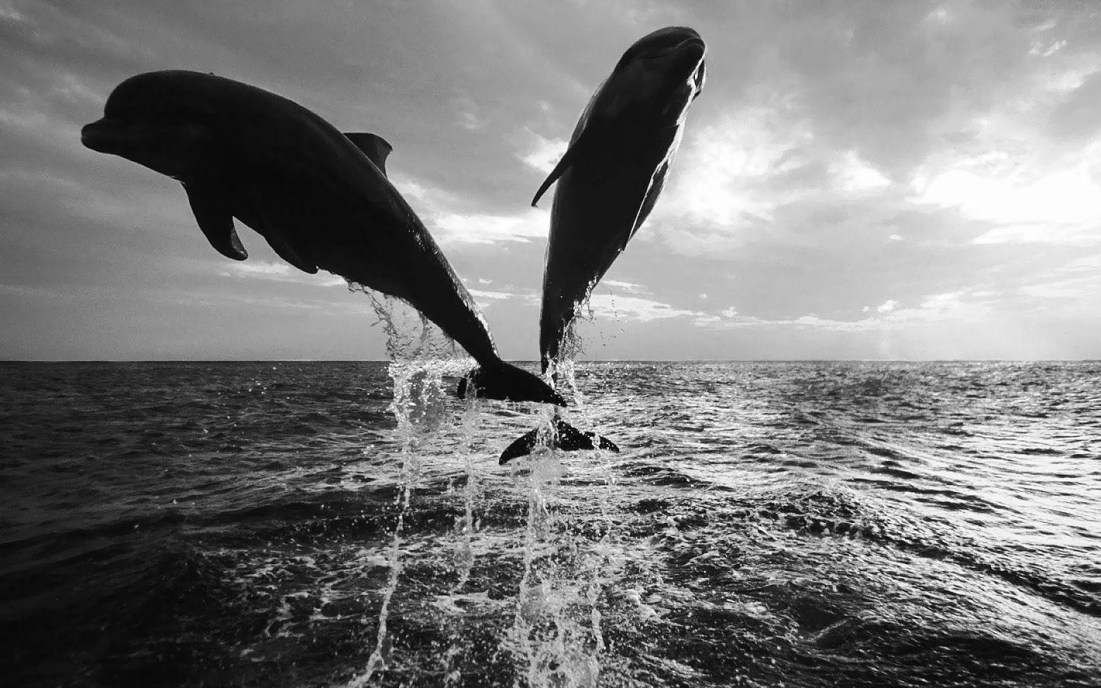 1600x1000 Black and white wallpaper of dolphins. HD Animals Wallpaper. Dolphin photo, Dolphins, Black and white