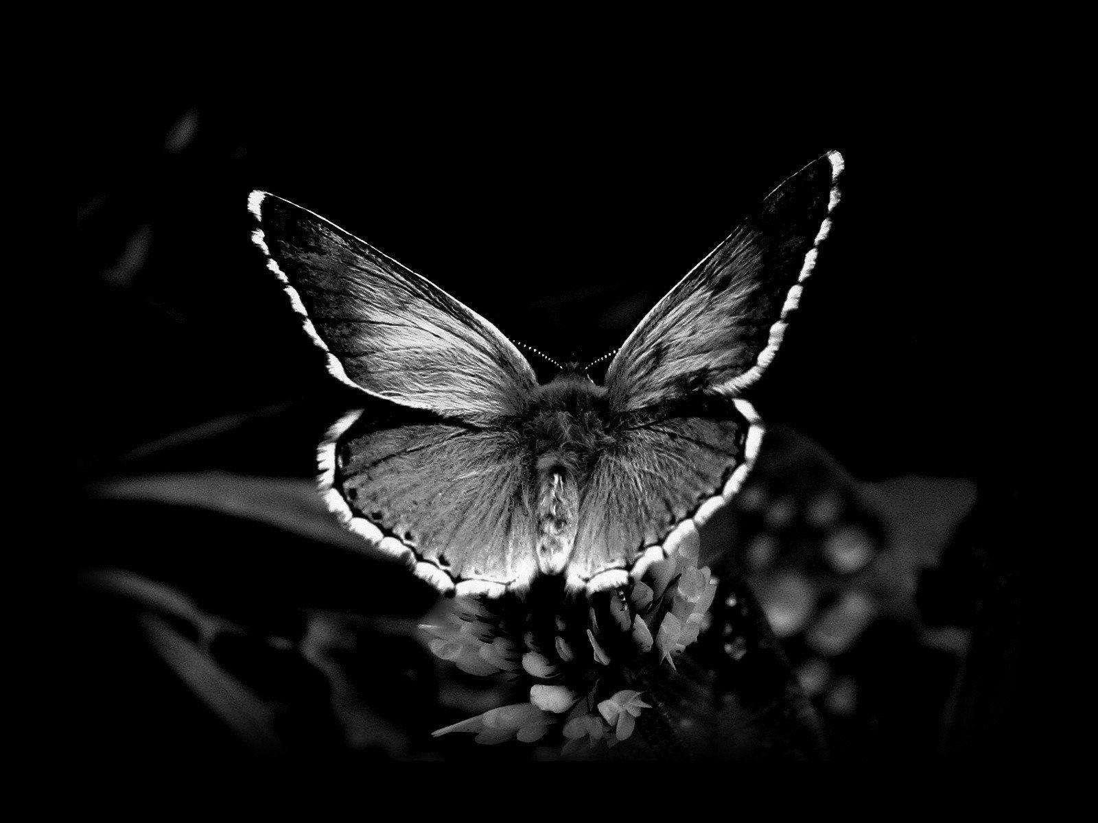 1600x1200 HD and QHD beautiful black and white wallpaper