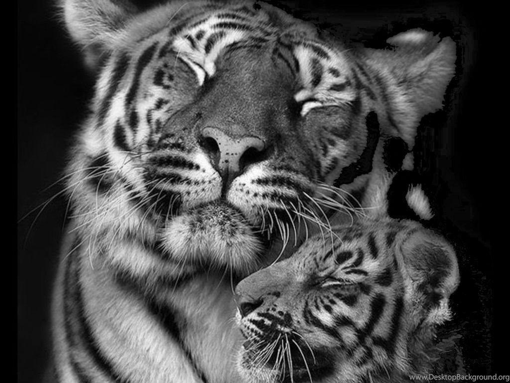 1024x768 Wallpaper Baby Playng Tiger Love In B W Animals Black And White. Desktop Background
