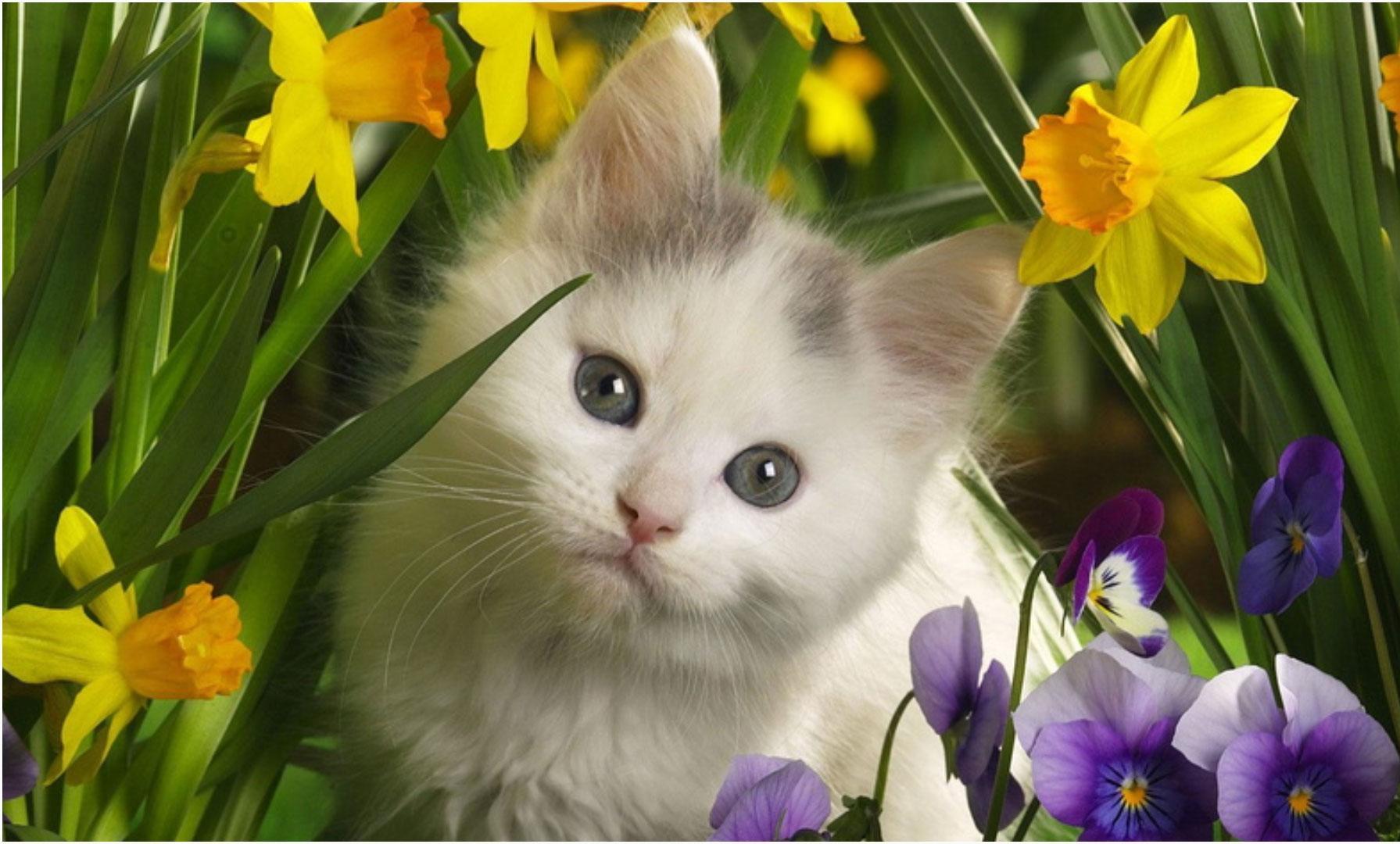 Spring Cat Wallpapers Top Free Spring Cat Backgrounds Wallpaperaccess