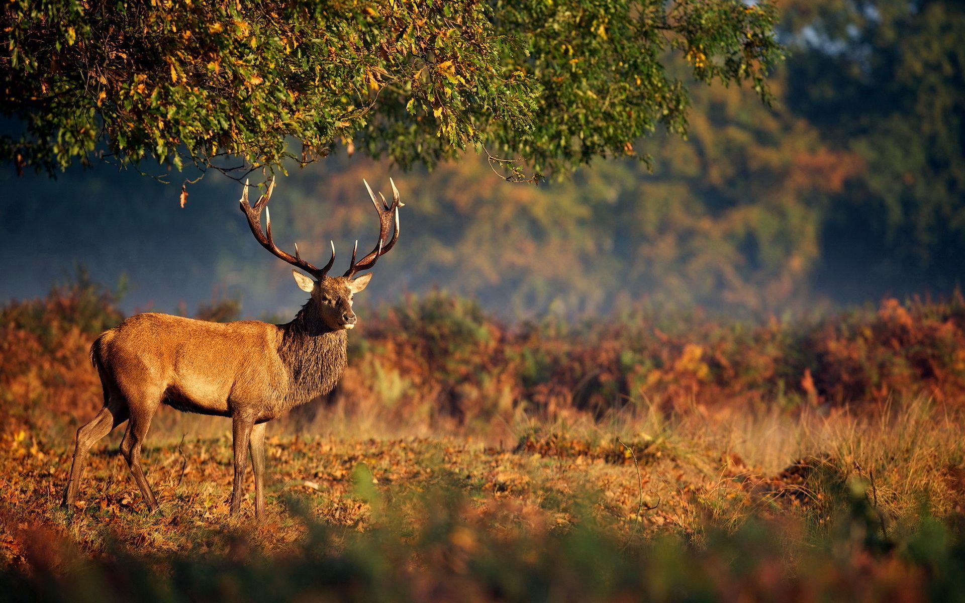 1920x1200 Big Buck Background for Computer. Computer Wallpaper, Beautiful Computer Wallpaper and Cute Computer Wallpaper