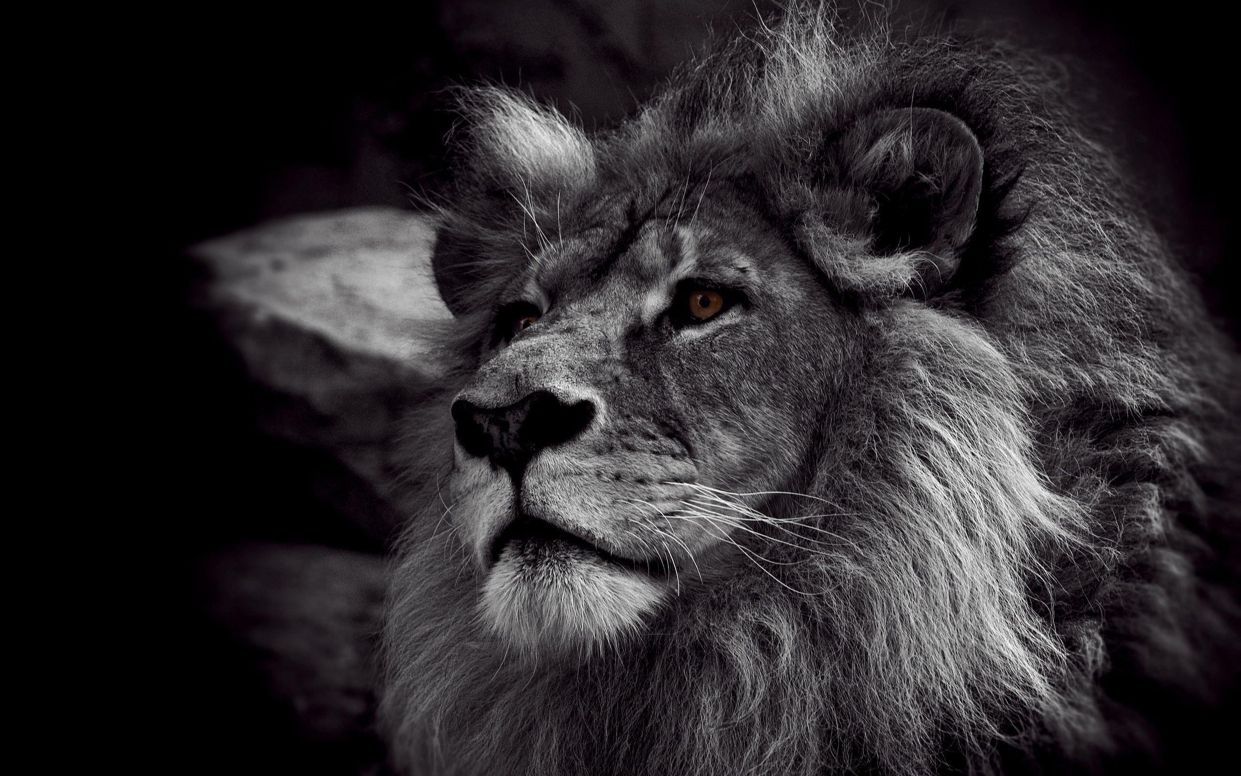 2560x1600 Black And White Tiger Wallpaper