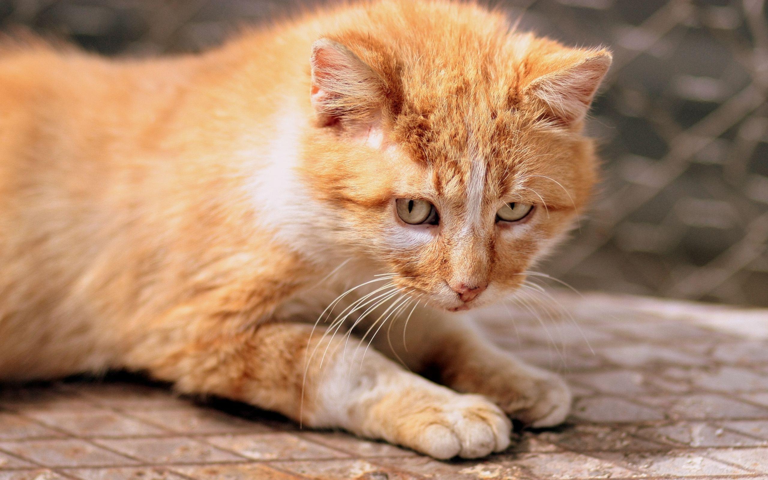 Ginger Cat Wallpapers - Top Free Ginger Cat Backgrounds - WallpaperAccess