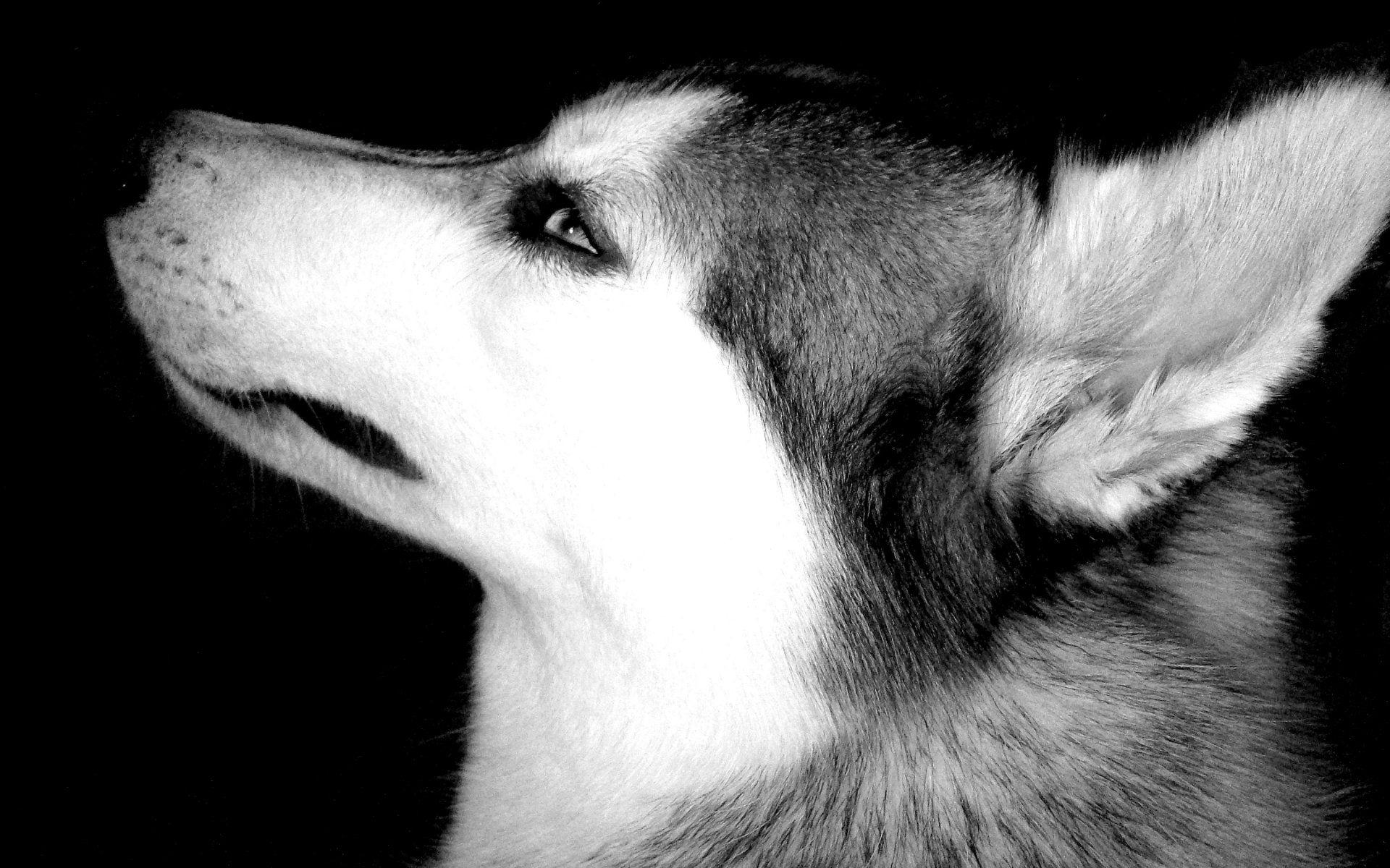 1920x1200 Free download 50 HD and QHD beautiful black and white wallpaper [1920x1200] for your Desktop, Mobile & Tablet. Explore White And Black Animals Wallpaper. White And Black Animals Wallpaper