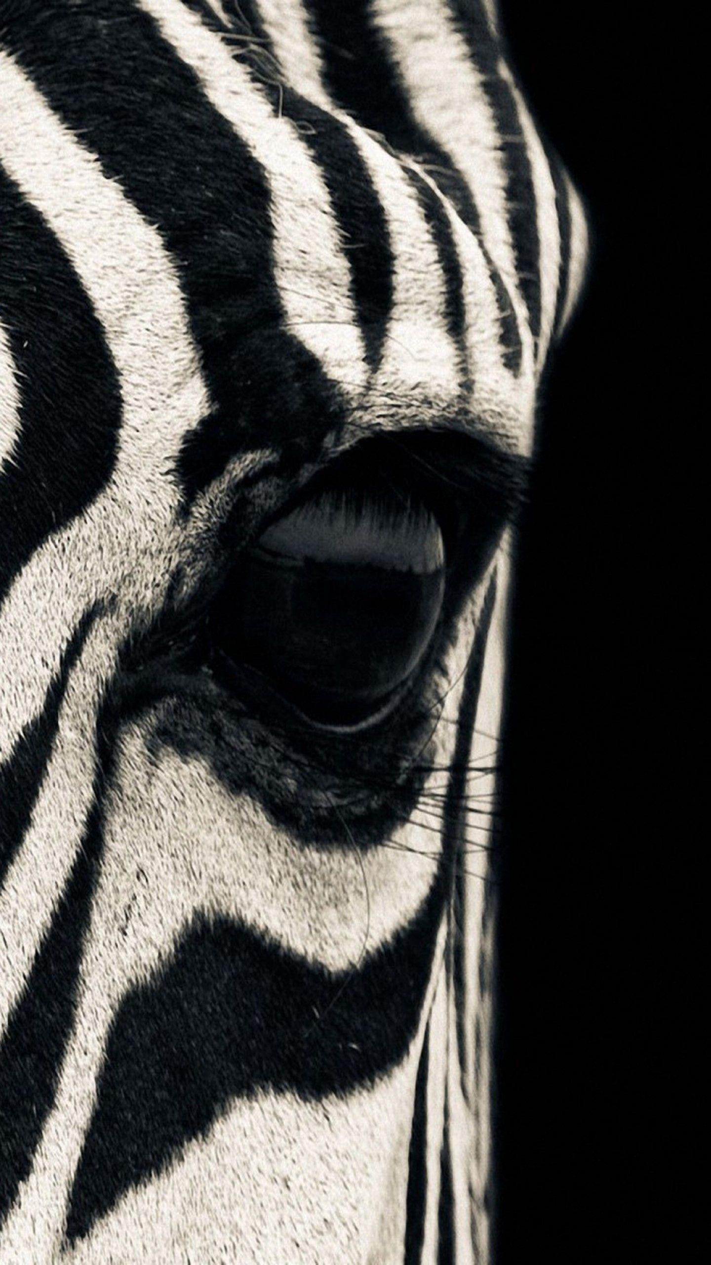 1440x2560 Wallpaper Zebra, eye, Black & White, couple, cute animals, Animals
