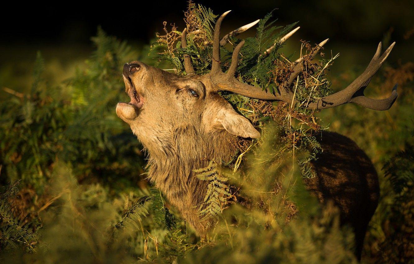 1332x850 Wallpaper autumn, nature, Red Deer Stag image for desktop, section животные