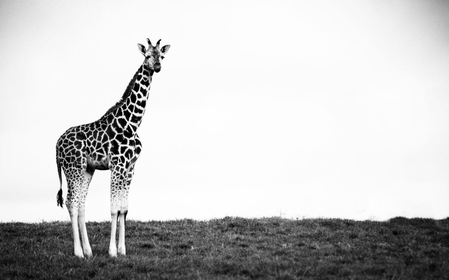 1440x900 Giraffe Black and White