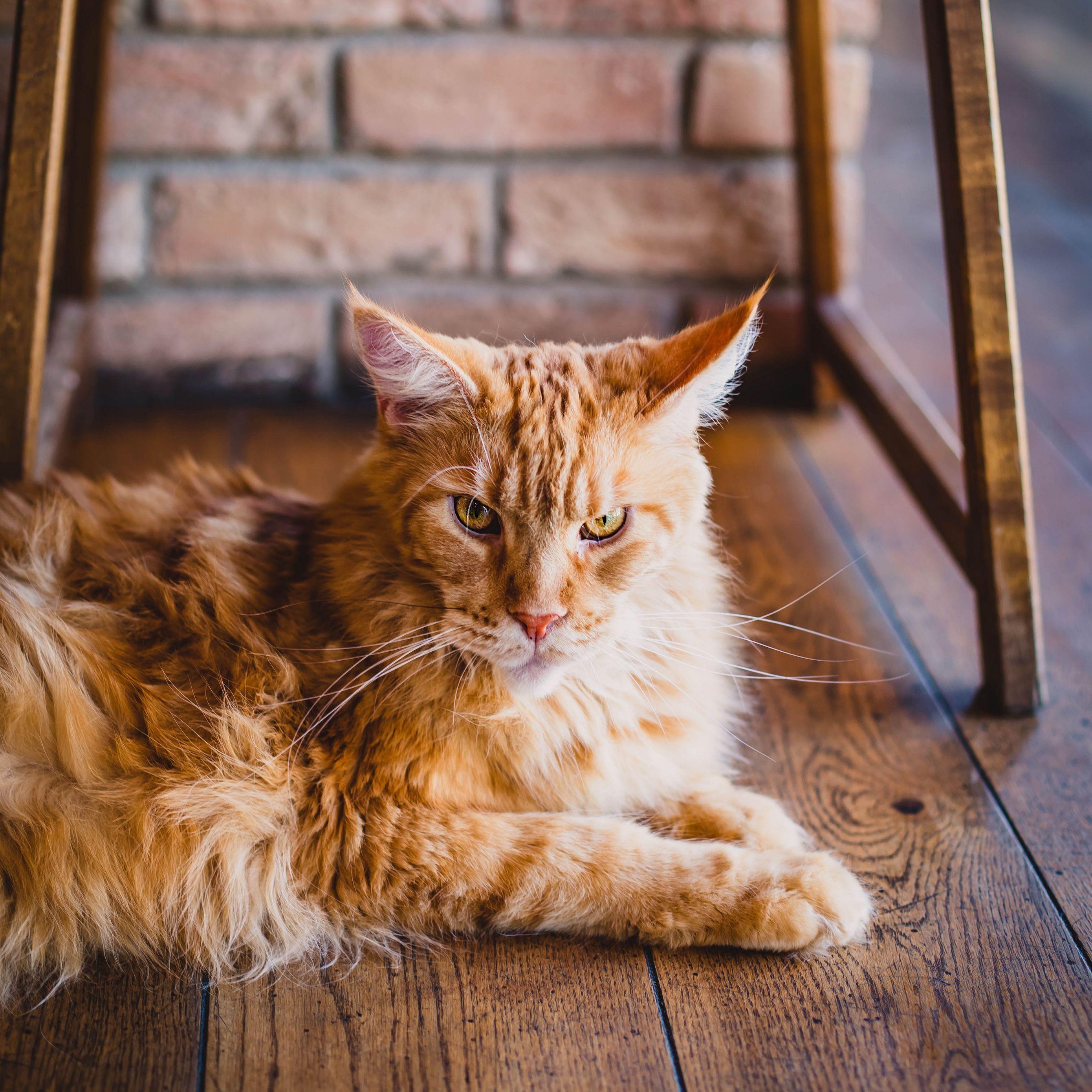 2780x2780 Download wallpaper 2780x2780 cat, fluffy, ginger cat, lying ipad air, ipad air ipad ipad ipad mini ipad mini ipad mini ipad pro 9.7 for parallax HD background