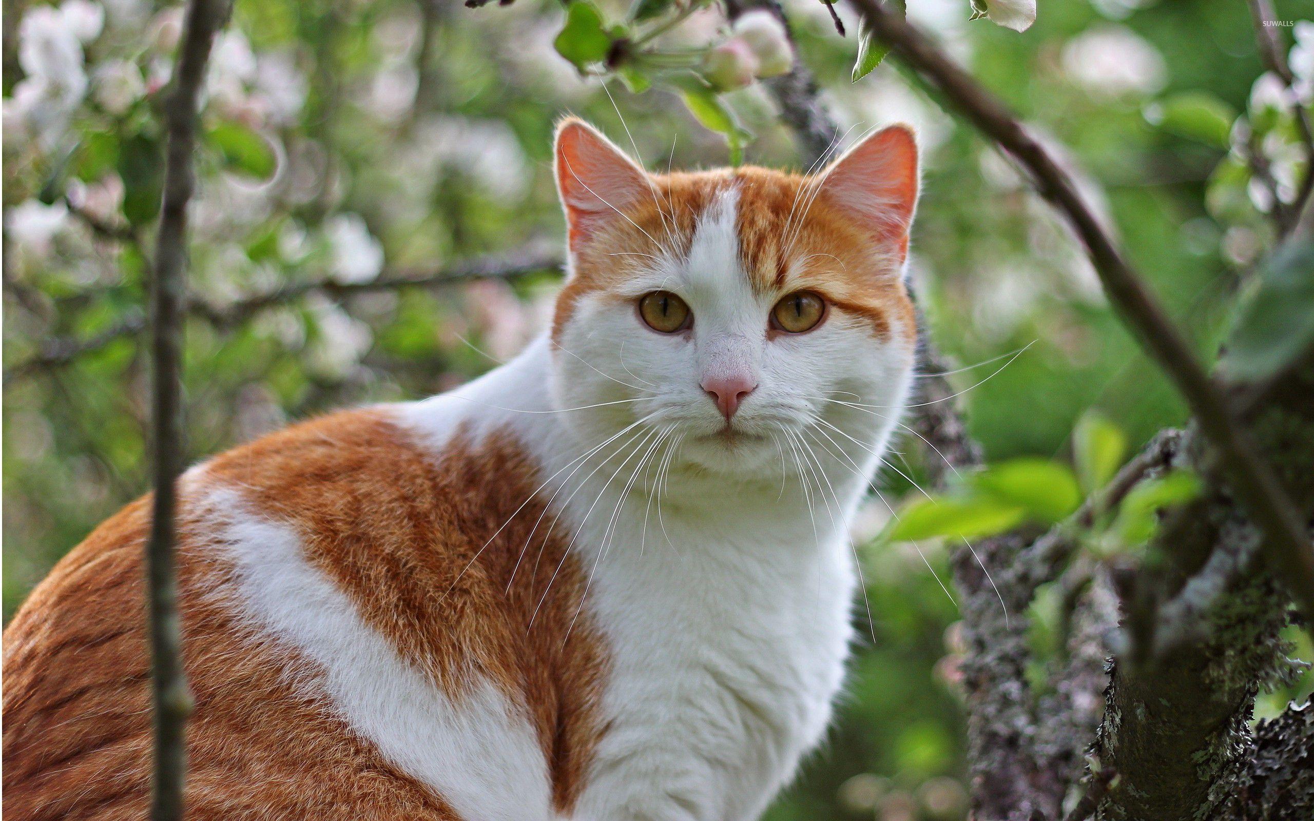 2560x1600 White and ginger cat wallpaper wallpaper